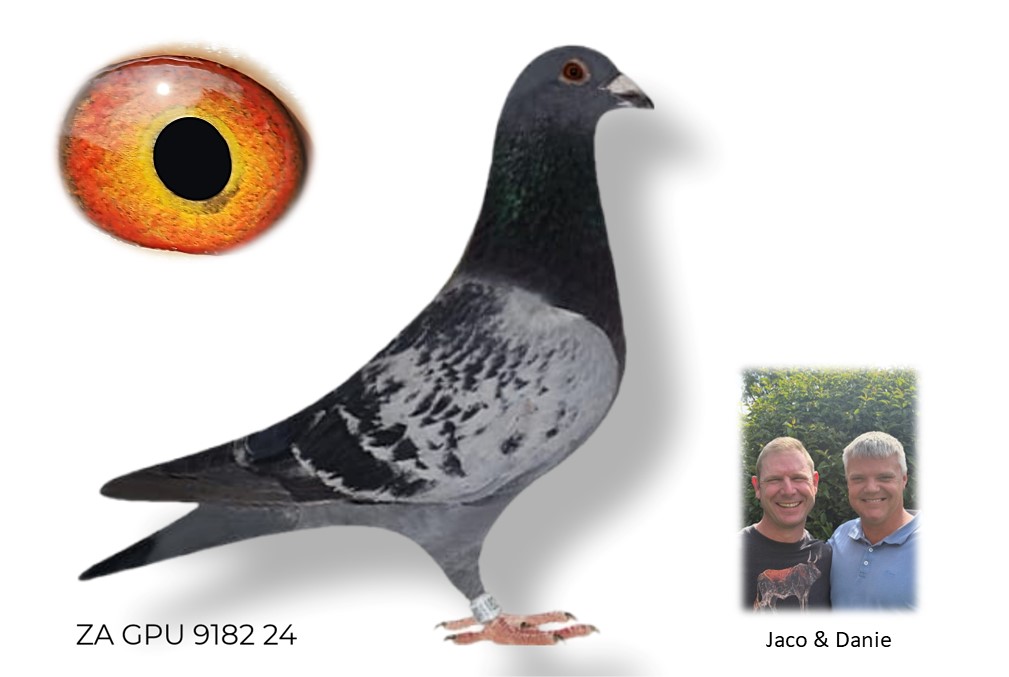 LOT 42 DANIE SCHOLTZ / JACO FAUL -9182 ZA 24 GPU –