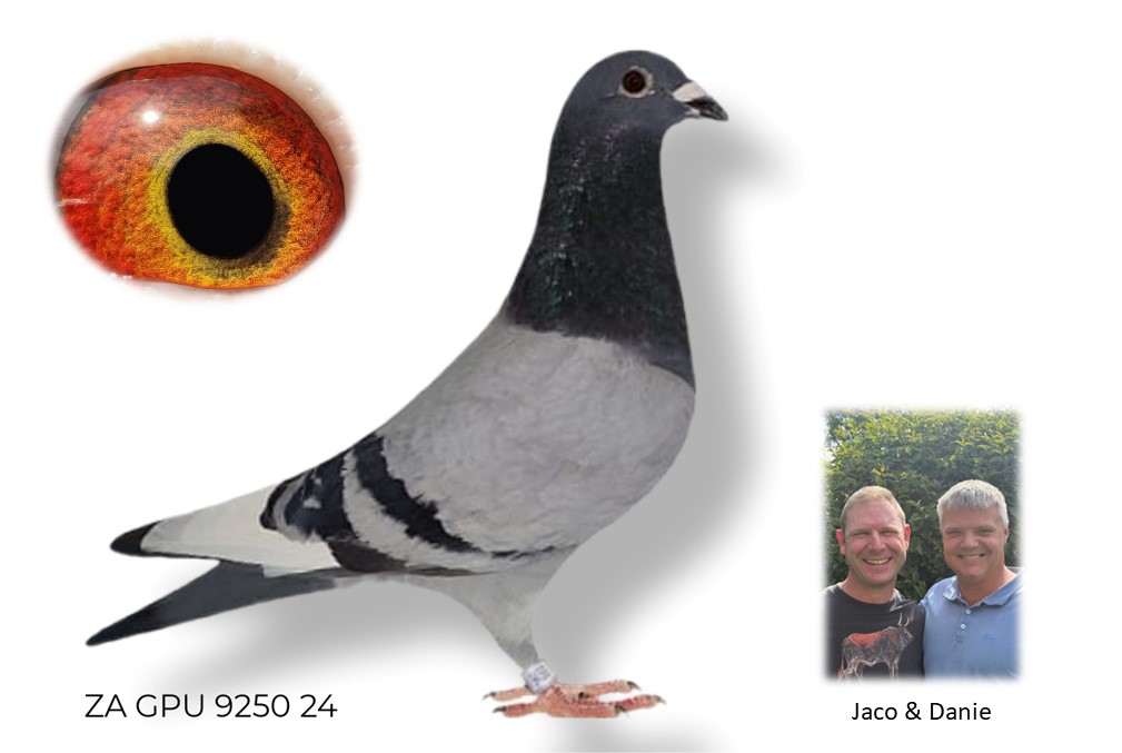 LOT 41 DANIE SCHOLTZ / JACO FAUL -9250 ZA 24 GPU –