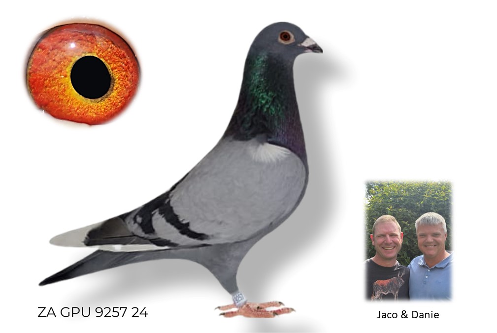 LOT 47 DANIE SCHOLTZ / JACO FAUL -9257 ZA 24 GPU –