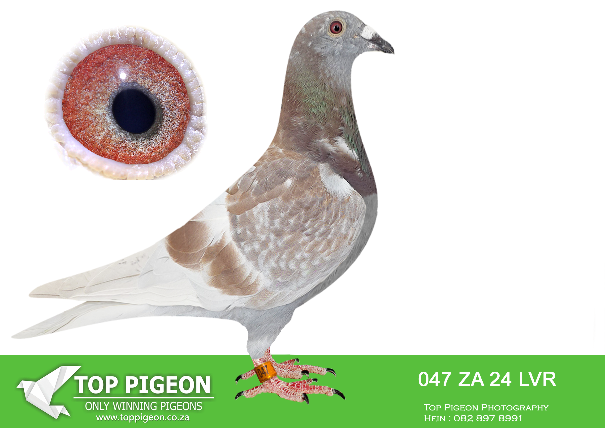 .LOT 2 MID JANUARY – ZA 24 LVR 047 –