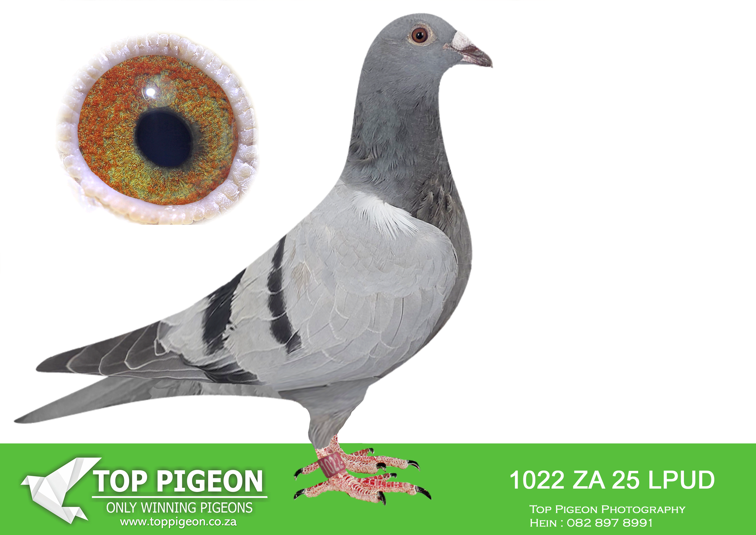 LOT 21 MID JANUARY – ZA 25 LPUD 1022 -SIRE: 8793 ZA 22 VPU .Alias “1ST DINOKENG 2023 LINE” Strain: 810 X 06050/19318 X Vrc Color: BBWF A SUPER PIGEON! The sire ZA GPU 11461/15 – 2nd Klapmuts One Loft Race Final 3 Sisters 500km, 1409 2016! The dam is daughter to ZA DVNH 207/18 – SUPER RACER! -4 x Fed Winner & 1st Ace Middle Distance OVRFederation 2020 when mated to ZA GPU 08400/17 – 1st Carnival Club Race Final Winner 2018, Victoria -West, 705km, vel 1165, Wins the race by 5 1/2 minutes break!! —–——–DAM:1479 ZA 24 ABL . ALWYN BESTER KITTEL. FULL SISTER TO ABL 167 AND 168 WHICH WERE SOLD FOR R338000.00 AND R242 000.00.SEE PEDIGREE!!!!