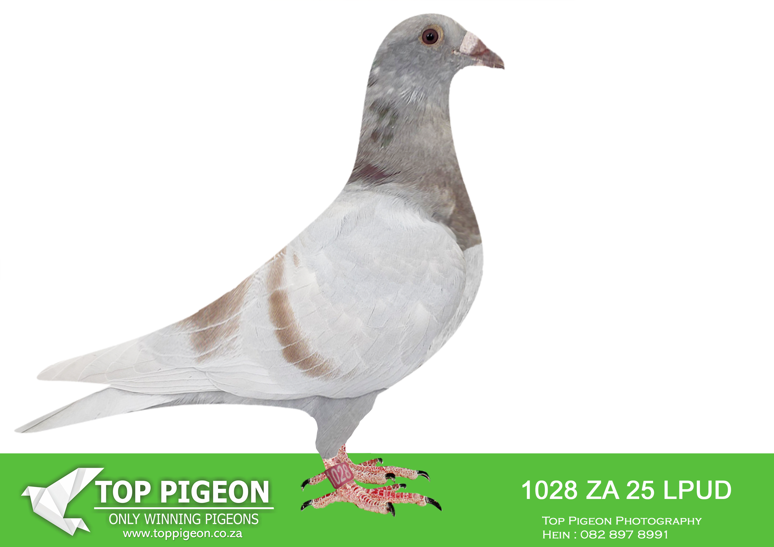 LOT 15 KITTEL AUCTION – ZA 25 LPUD 1028 -SIRE: 168 ZA 24 LVR . KITTEL. Sire is a full brother to the dam of 7 x SANPO Gold medalist , also declared the ” Best Pigeon In The World ” ZA 20 PWDU 9849 alias ” Turbo Kittel ” (SISTER ABL 167 DAM TO TURBO KITTEL SOLD FOR R338 000.00 ON TOPPIGEON).————DAM: 1459 ZA 24 ABL..Strain: ALWYN BESTER Color: Mealy.Sire is Alias “BENTLEY” Strain: Dirk Van Den Bulck Color: Red Sire is full brother to Legend KITTEL and his dam is daughter to full brother KITTEL.SEE PEDIGREE!!!!
