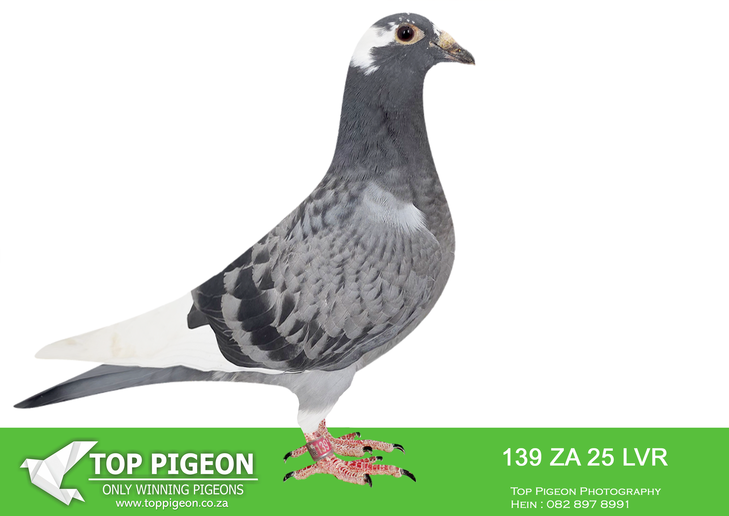 LOT 20 KITTEL AUCTION – ZA 25 LVR 139 -SIRE:416 BOTHA 24 ZA.Alias “NESTMATE TO 415/24” Strain: LOUIS BOTHA Color: Red Check Full Sister ofr Turbo Kittel of Du Preez & Deetlefs mated to Full Brother of Five Star. Turbo Kittel was the best pigeon in South Africa. 8x SANPO medal winner. Five Star is Africapro green jacket winner for Alwyn Bester.———-DAM: 169 ZA 24 LVR.KITTEL. . Sire is a full brother to the dam of 7 x SANPO Gold medalist , also declared the ” Best Pigeon In The World ” ZA 20 PWDU 9849 alias ” Turbo Kittel ” (SISTER ABL 167 DAM TO TURBO KITTEL SOLD FOR R338 000.00 ON TOPPIGEON).SEE PEDIGREE!!!!