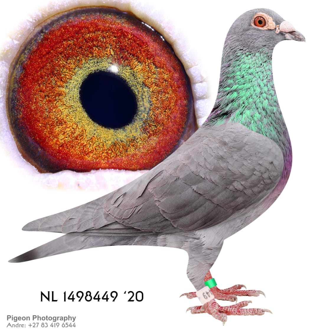 .LOT 2 EXCLUSIVE AUCTION – NL 20 1498449 – A PROVEN STOCK COCK OUT OF THE LOFTS OF PETER VD MERWE. NOT MANY OF THESE IN SOUTH AFRICA. HIS FIRST BABIES EXCELLED AT ONE LOFT RACES.———-SIRE:NL. 18-5129538.Son Serena.PETER VAN DE MERWE. Hsister Evy won 1.NAT Melun sector 2 8.893 snelste van sector 2 en 3 38.000.————-DAM:NL 16-1527959 V.Dena . PETER VD MERWE. 1. Fontenay 2.928 BIRDS , 1. Peronne 579 BIRDS , 1. Duffel 530 , 1. Peronne 539 BIRDS. SEE PEDIGREE!!!