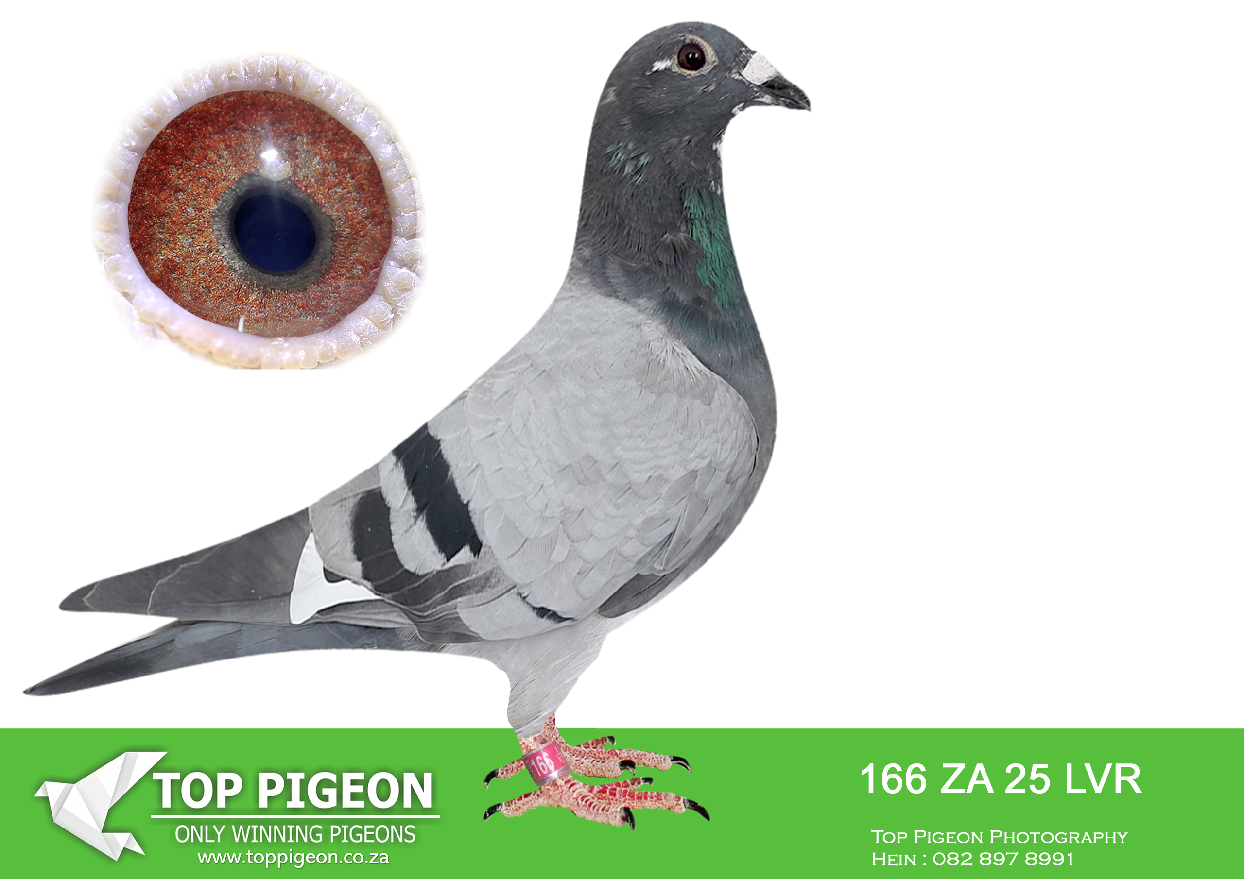 .LOT 7 END JANUARY – ZA 25 LVR 166 -SIRE: 188 ZA 24 MOUN .Alias “HOMETOWN HERO” Strain: MOUNTAIN LOFTS Color: Blue Check Pied ZA24 MOUN 188 – “HOMETOWN HERO” BRED FOR STOCK INBRED BEST KITTEL x INBRED KITTEL GOEDE RODE X OLYMPIC ROSITA 11 X IN SIRE PEDIGREE FIRST BABY BRED AND RACE OUT OF NL23 9630891- NEW UNSEEN FORCESZA24 MOUN 22 ALEADY A 2 X TPA WINNER AGAINST THE STRONGEST FANCIERS IN PRETORIA.————-DAM:2050 ZA 25 ABL..ALWYN BESTER. SIRE IS Strain: Dirk Van Dyck Color: Blue Bar Inbred DI CAPRIO Bred from a Grandson of DI CAPRIO mated to a direct daughter of DI CAPRIO.SEE PEDIGREE!!!