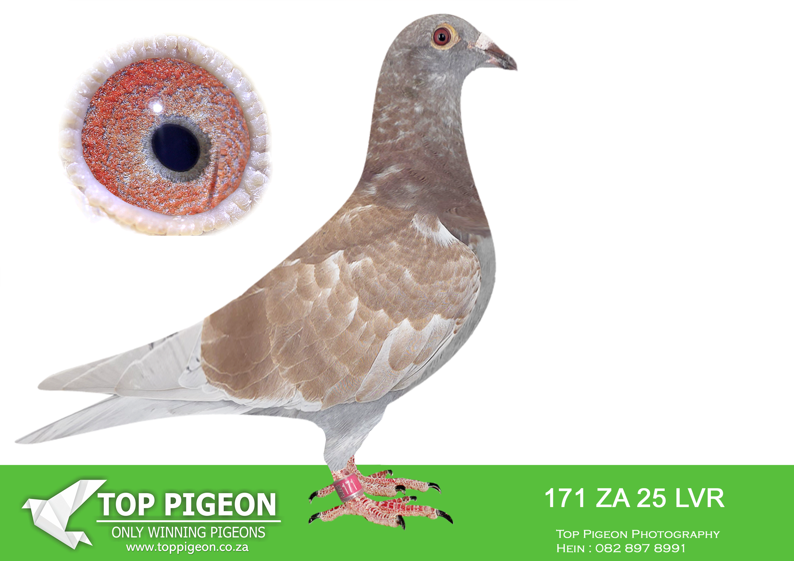 .LOT 1 KITTEL AUCTION – ZA 25 LVR 171 -SIRE:415 BOTHA 24 ZA.Alias “NESTMATE TO 416/24” Strain: LOUIS BOTHA (FIVE STAR X TURBO KITTEL) Color: Red Check Pied Full Sister of Turbo Kittel of Du Preez & Deetlefs mated to Full Brother of Five Star. Turbo Kittel was the best pigeon in South Africa. 8x SANPO medal winner. Five Star is Afrikapro green jacket winner for Alwyn Bester.————–DAM: 169 ZA 24 LVR.KITTEL. . Sire is a full brother to the dam of 7 x SANPO Gold medalist , also declared the ” Best Pigeon In The World ” ZA 20 PWDU 9849 alias ” Turbo Kittel ” (SISTER ABL 167 DAM TO TURBO KITTEL SOLD FOR R338 000.00 ON TOPPIGEON).SEE PEDIGREE!!!!