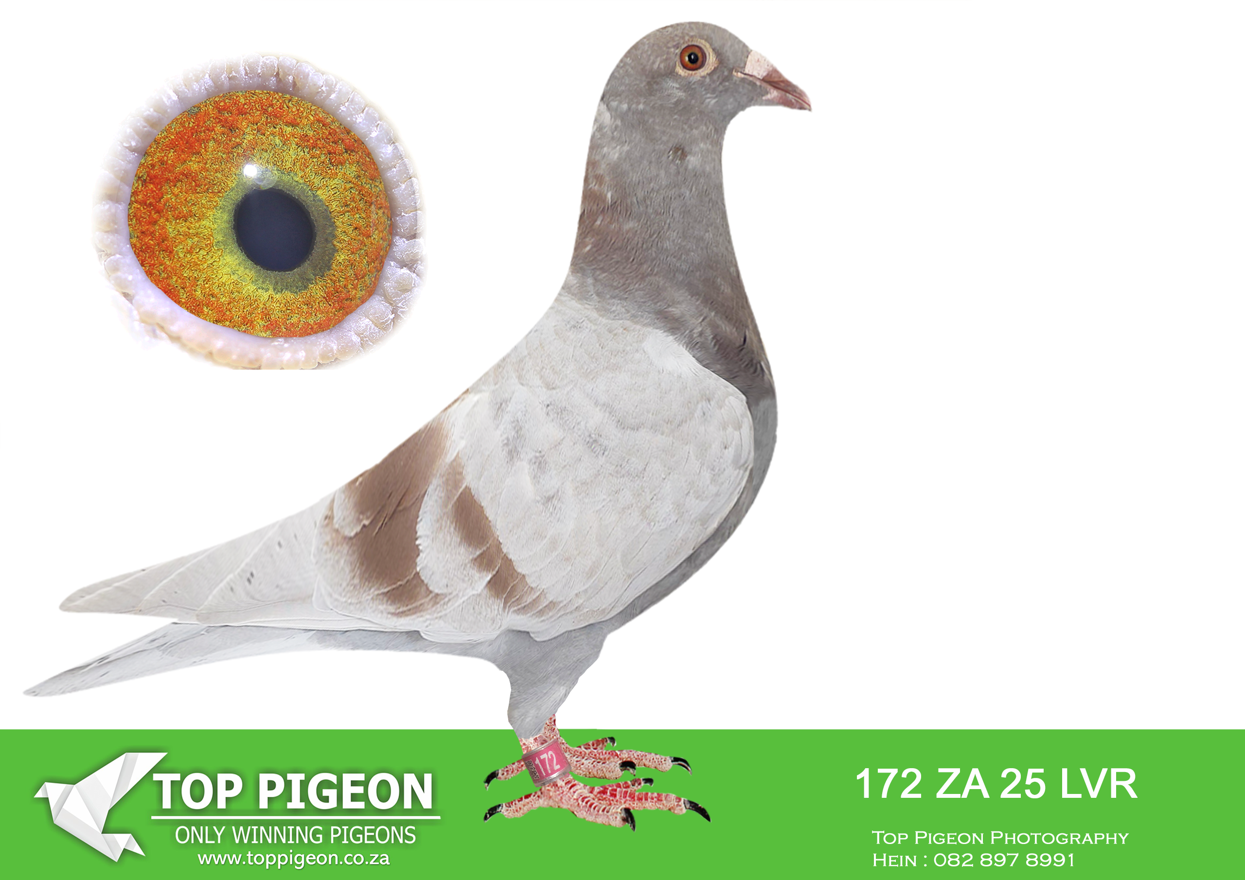 .LOT 3 KITTEL AUCTION – ZA 25 LVR 172 -SIRE: 168 ZA 24 LVR . KITTEL. Sire is a full brother to the dam of 7 x SANPO Gold medalist , also declared the ” Best Pigeon In The World ” ZA 20 PWDU 9849 alias ” Turbo Kittel ” (SISTER ABL 167 DAM TO TURBO KITTEL SOLD FOR R338 000.00 ON TOPPIGEON).————DAM: 1459 ZA 24 ABL..Strain: ALWYN BESTER Color: Mealy.Sire is Alias “BENTLEY” Strain: Dirk Van Den Bulck Color: Red Sire is full brother to Legend KITTEL and his dam is daughter to full brother KITTEL.SEE PEDIGREE!!!!