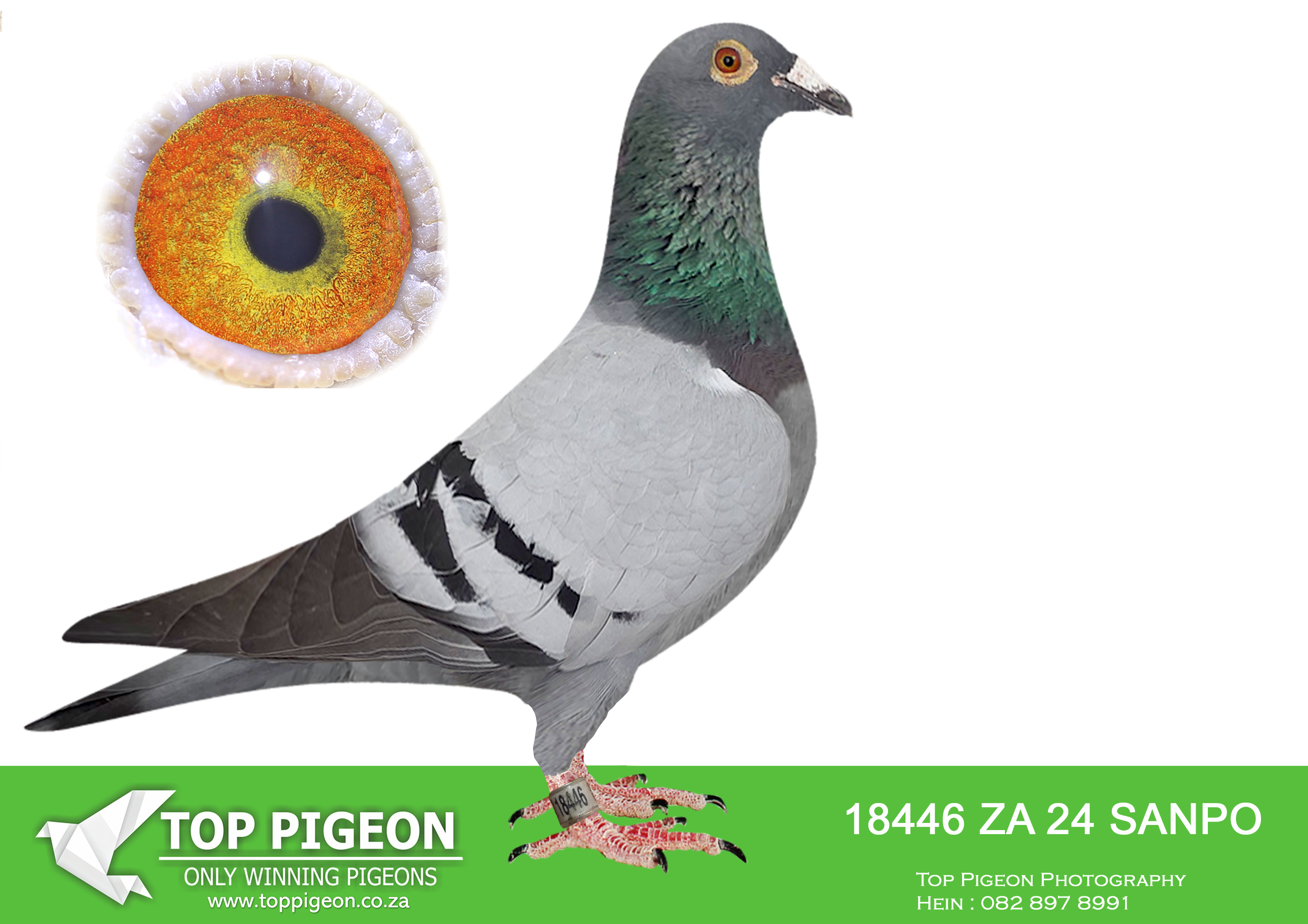 LOT 10 BADENHORST HOKKE – ZA 24 SANPO 18446 –