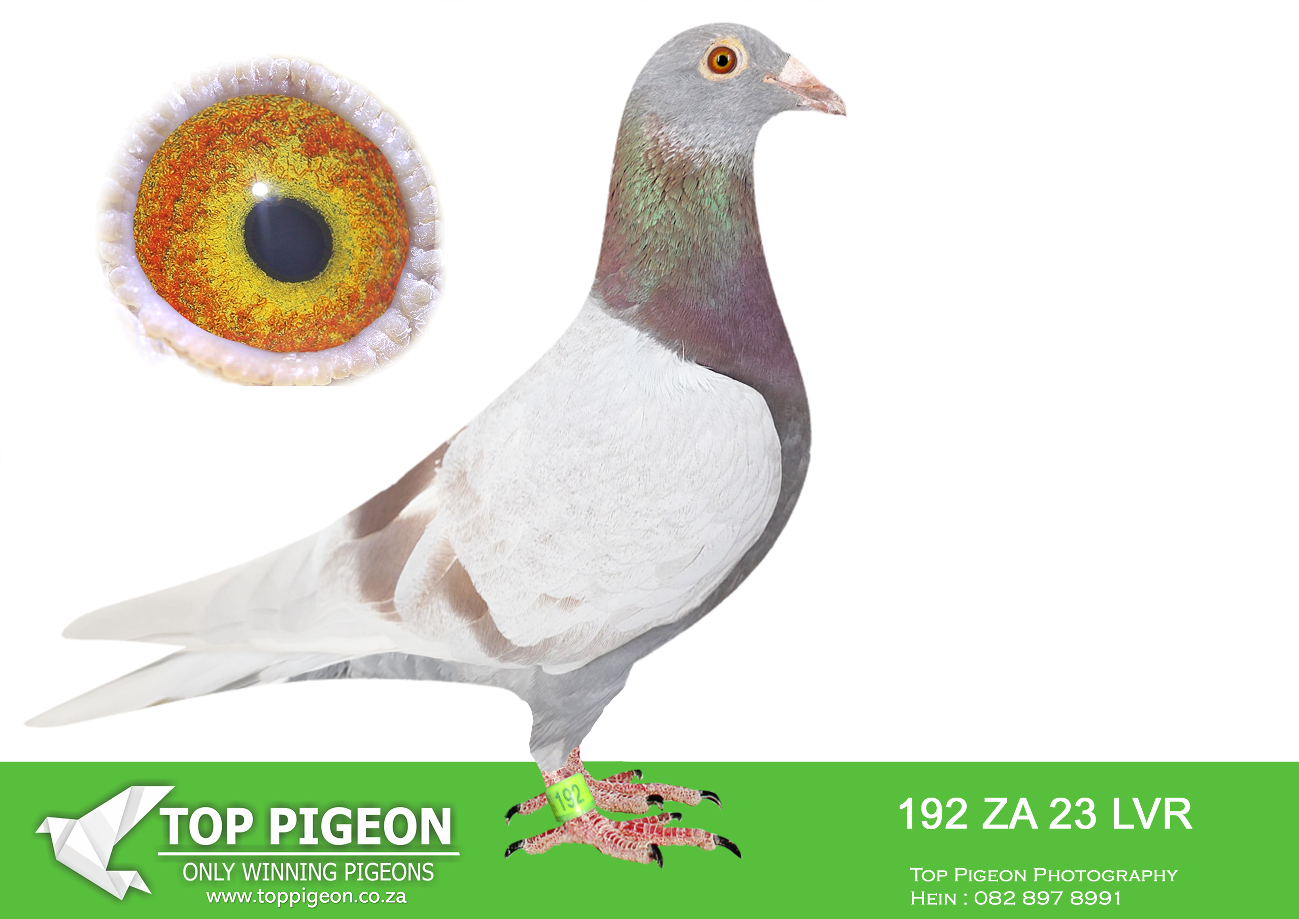 LOT 23 KITTEL AUCTION – ZA 23 LVR 192 – SIRE:196 ZA 20 ABL.a full brother to the dam of 7 x SANPO Gold medalist , also declared the ” Best Pigeon In The World ” ZA 20 PWDU 9849 alias ” Turbo Kittel “..————DAM:1155 ZA 23 ABL. ALWYN BESTER KITTEL. THIS IS A HALF SISTER TO FIVE STAR (AFRIKAPRO GREEN JACKET WINNER 2023).SEE PEDIGREE!!!!!