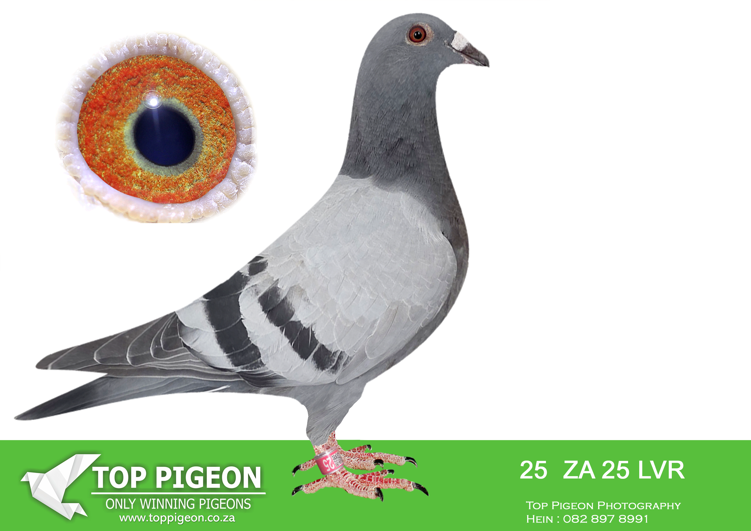 .LOT 4 KITTEL AUCTION – ZA 25 LVR 25 -SIRE:1182 ZA 23 ABL. DIRK VAN DEN BULCK. SAME BRED SOLD FOR R25 000.00 ON TOPPIGEON.————DAM:2050 ZA 25 ABL..ALWYN BESTER. SIRE IS Strain: Dirk Van Dyck Color: Blue Bar Inbred DI CAPRIO Bred from a Grandson of DI CAPRIO mated to a direct daughter of DI CAPRIO.SEE PEDIGREE!!!