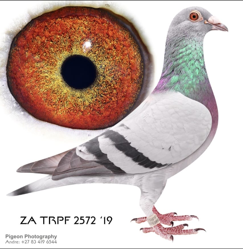 .LOT 6 EXCLUSIVE AUCTION – ZA 19 TRPF 2572 – This hen is a 3 x winner and a federation winner from Jamestown 1000 mpm—————-SIRE:ZA 15 03987 .Alias “MR.GOLD” Strain: DIE HUYSERS Color: BLUE CHECK “MR GOLD” DNA 19/174 1ST ACE NAT. SANPO GOLD MEDAL WINNER OVERALL 2017 1ST ACE BIRD PTA- COMBINE OVERALL 1ST ACE BIRD PTA-COMBINE OPEN SERIES 1ST ACE BIRD PTA-UNION SHORT.————DAM:ZA 16 GPU 12810 .Alias “Ten” Super Racer Line, “Auto Koppel” BOSUA x GRONDELAERS. One of the BEST breeders for Gys Louw. Click HEN to “Number One” Also bred super pigeons with 1125. SEE PEDIGREE!!!