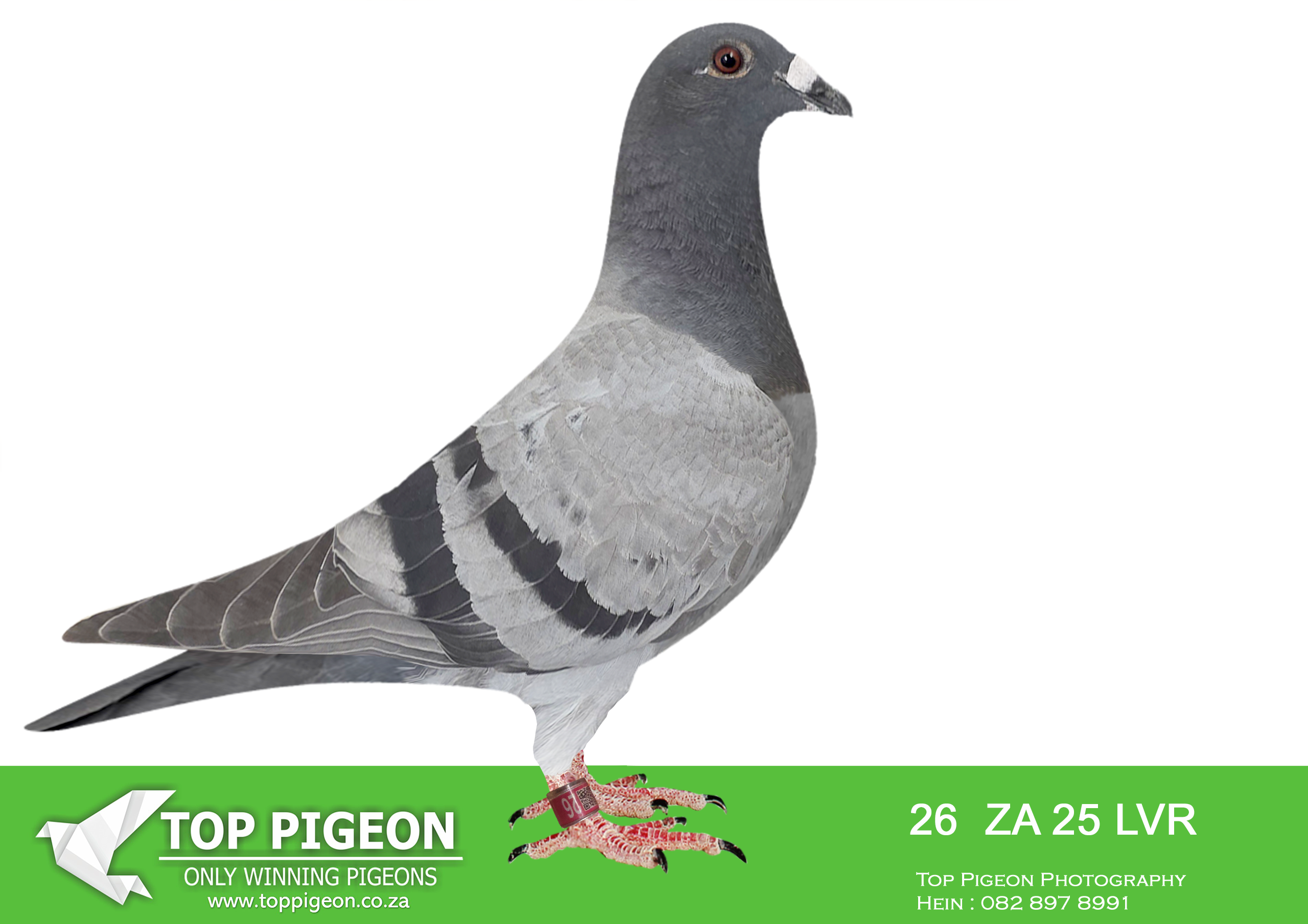 LOT 12 KITTEL AUCTION – ZA 25 LVR 26 -SIRE:1182 ZA 23 ABL. DIRK VAN DEN BULCK. SAME BRED SOLD FOR R25 000.00 ON TOPPIGEON.————DAM:2050 ZA 25 ABL..ALWYN BESTER. SIRE IS Strain: Dirk Van Dyck Color: Blue Bar Inbred DI CAPRIO Bred from a Grandson of DI CAPRIO mated to a direct daughter of DI CAPRIO.SEE PEDIGREE!!!