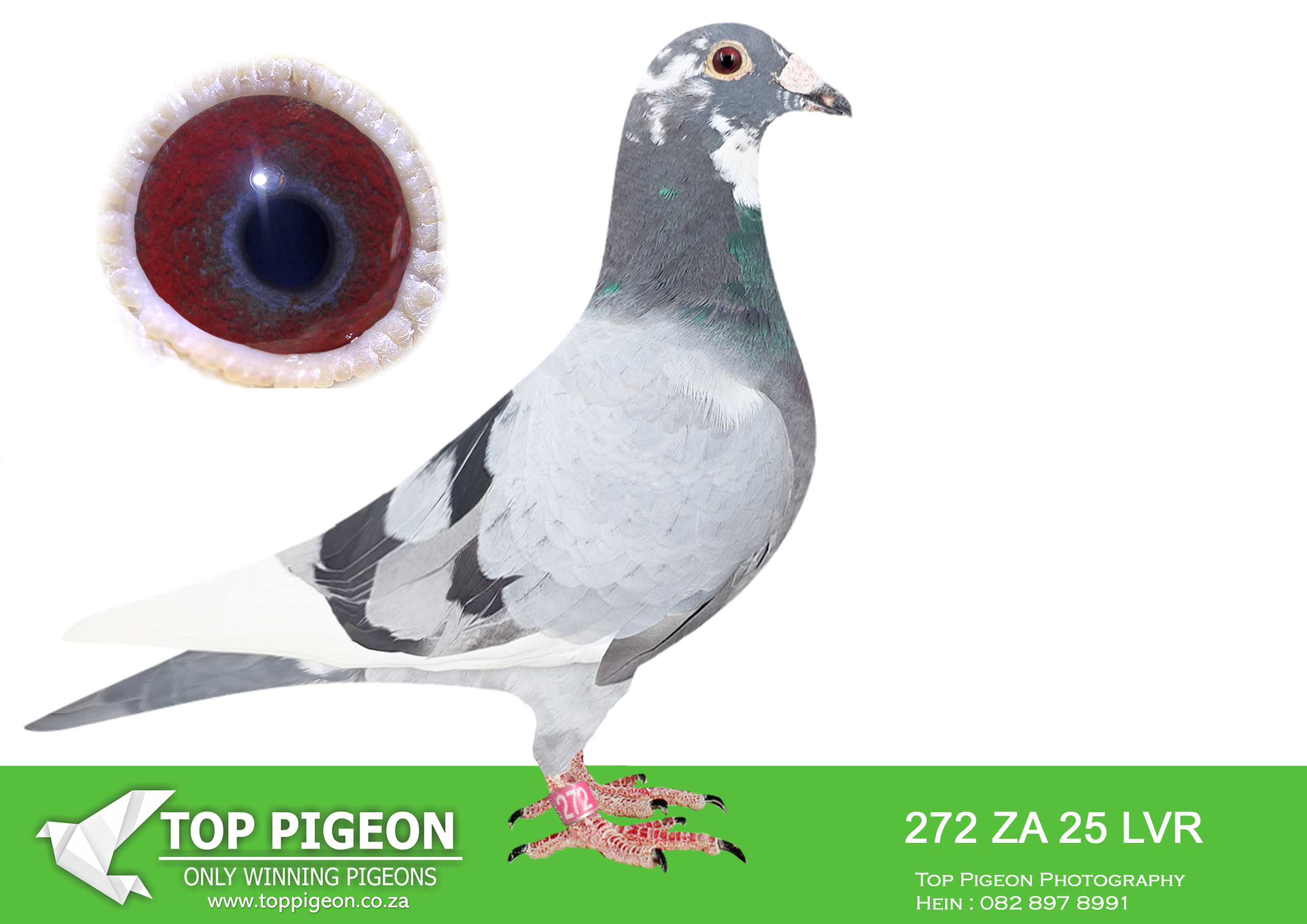 .LOT 4 END JANUARY – ZA 25 LVR 272 -SIRE:1386 CRU 22 ZA.Alias “MONEY RING” Strain: HENDRIK HUYSER Color: Blue Check Pied———–DAM:1479 ZA 24 ABL . ALWYN BESTER KITTEL. FULL SISTER TO ABL 167 AND 168 WHICH WERE SOLD FOR R338000.00 AND R242 000.00.SEE PEDIGREE!!!!