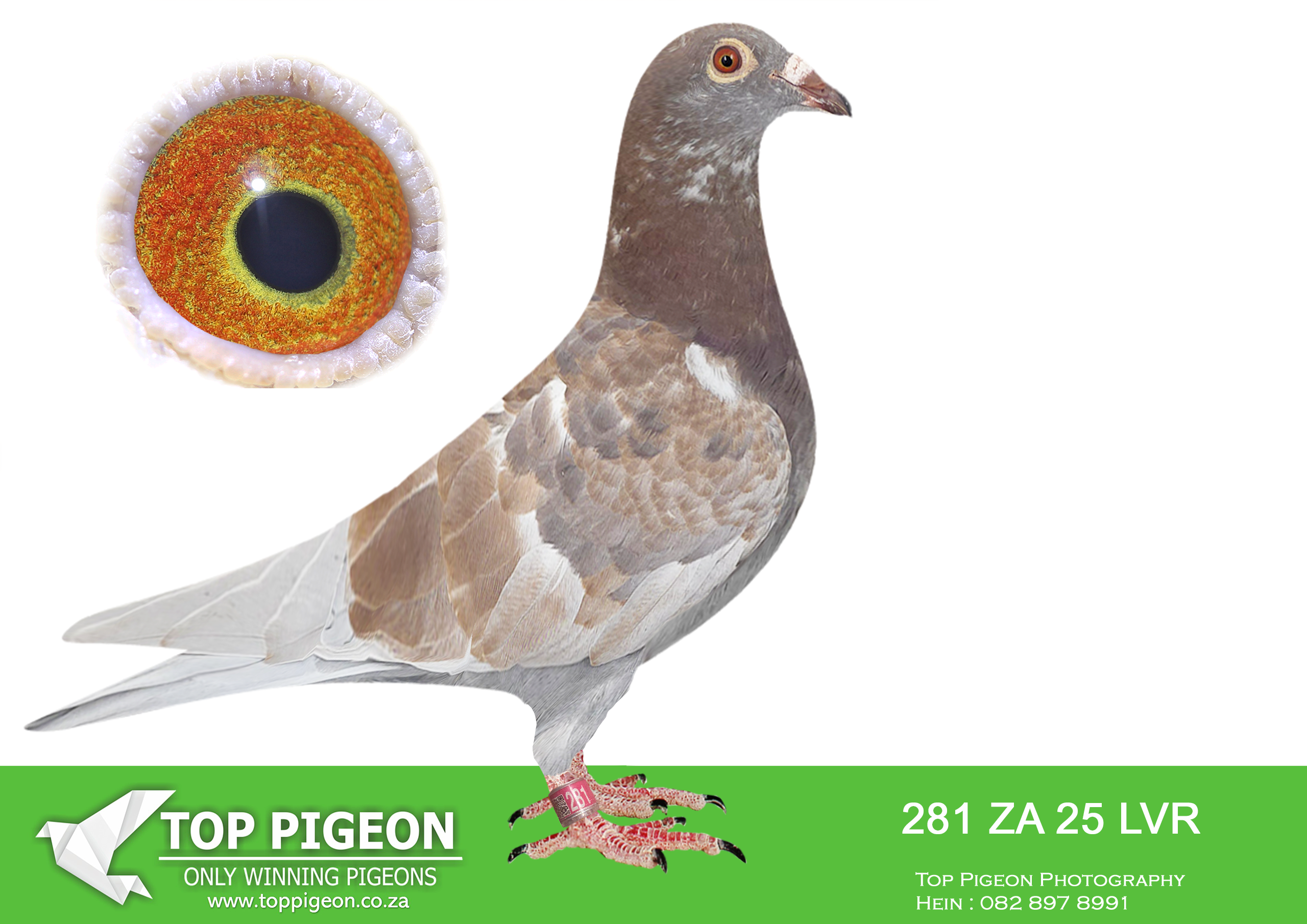 .LOT 4 KITTEL AUCTION – ZA 25 LVR 281 -SIRE:195 ZA 20 ABL. ALWYN BESTER.Is a full brother to the dam of 7 x SANPO Gold medalist , also declared the ” Best Pigeon In The World ” ZA 20 PWDU 9849 alias ” Turbo Kittel ” (SISTER ABL 167 DAM TO TURBO KITTEL SOLD FOR R338 000.00 ON TOPPIGEON). ———DAM: 169 ZA 24 LVR.KITTEL. . Sire is a full brother to the dam of 7 x SANPO Gold medalist , also declared the ” Best Pigeon In The World ” ZA 20 PWDU 9849 alias ” Turbo Kittel ” (SISTER ABL 167 DAM TO TURBO KITTEL SOLD FOR R338 000.00 ON TOPPIGEON).SEE PEDIGREE!!!!