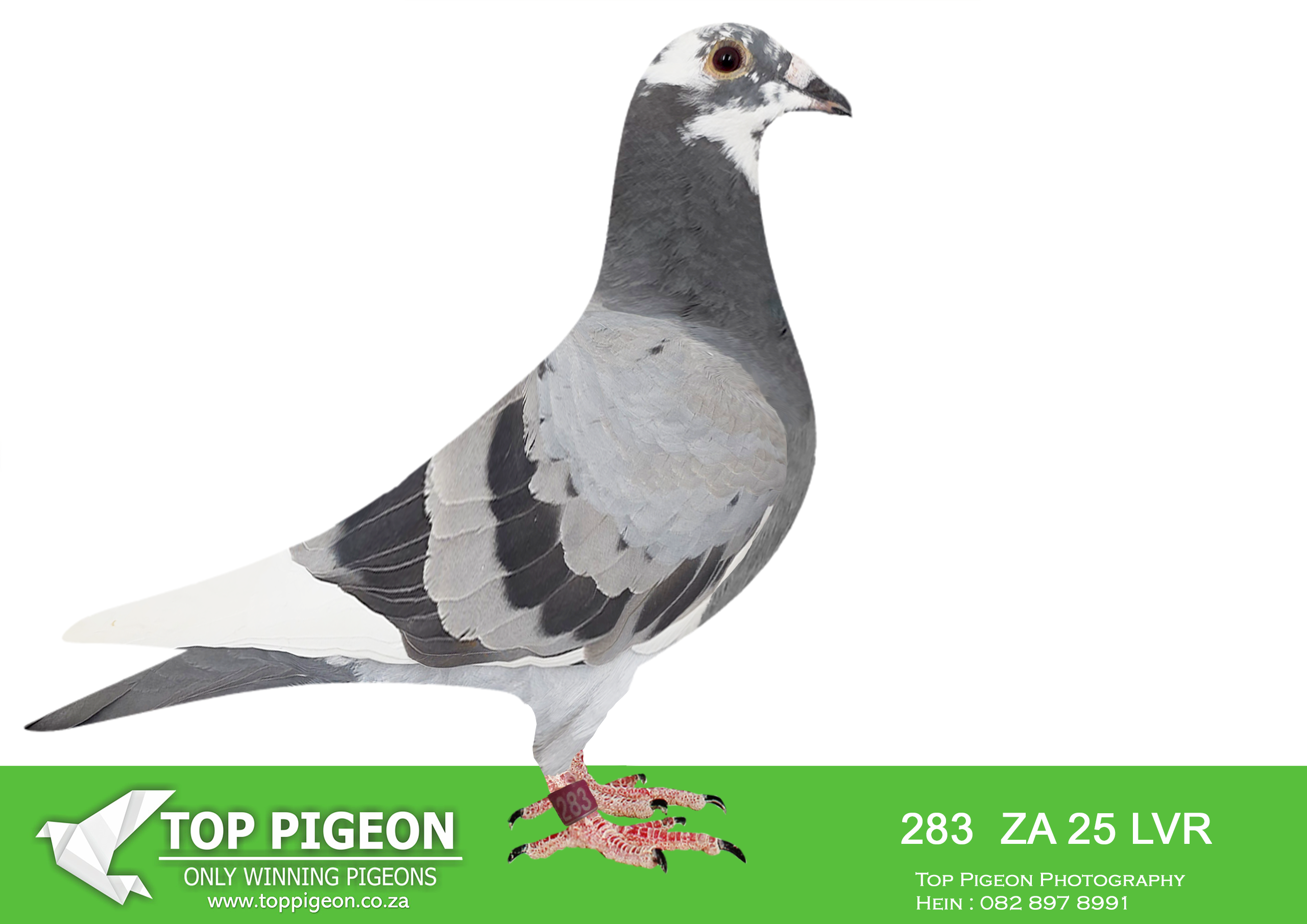 .LOT 8 KITTEL AUCTION – ZA 25 LVR 283 -SIRE:1182 ZA 23 ABL. DIRK VAN DEN BULCK. SAME BRED SOLD FOR R25 000.00 ON TOPPIGEON.————DAM:1177 ZA 23 ABL. Strain: D Vd Bulck X Sangers. DAM IS Strain: Dirk Van Den Bulck Color: Blue Bar Pied Inbred back to KITTEL and his famous parents. GOEDE RODE and OLYMPIC ROSITA are the foundation birds from the Dirk van den Bulck dynasty.SEE PEDIGREE!!!