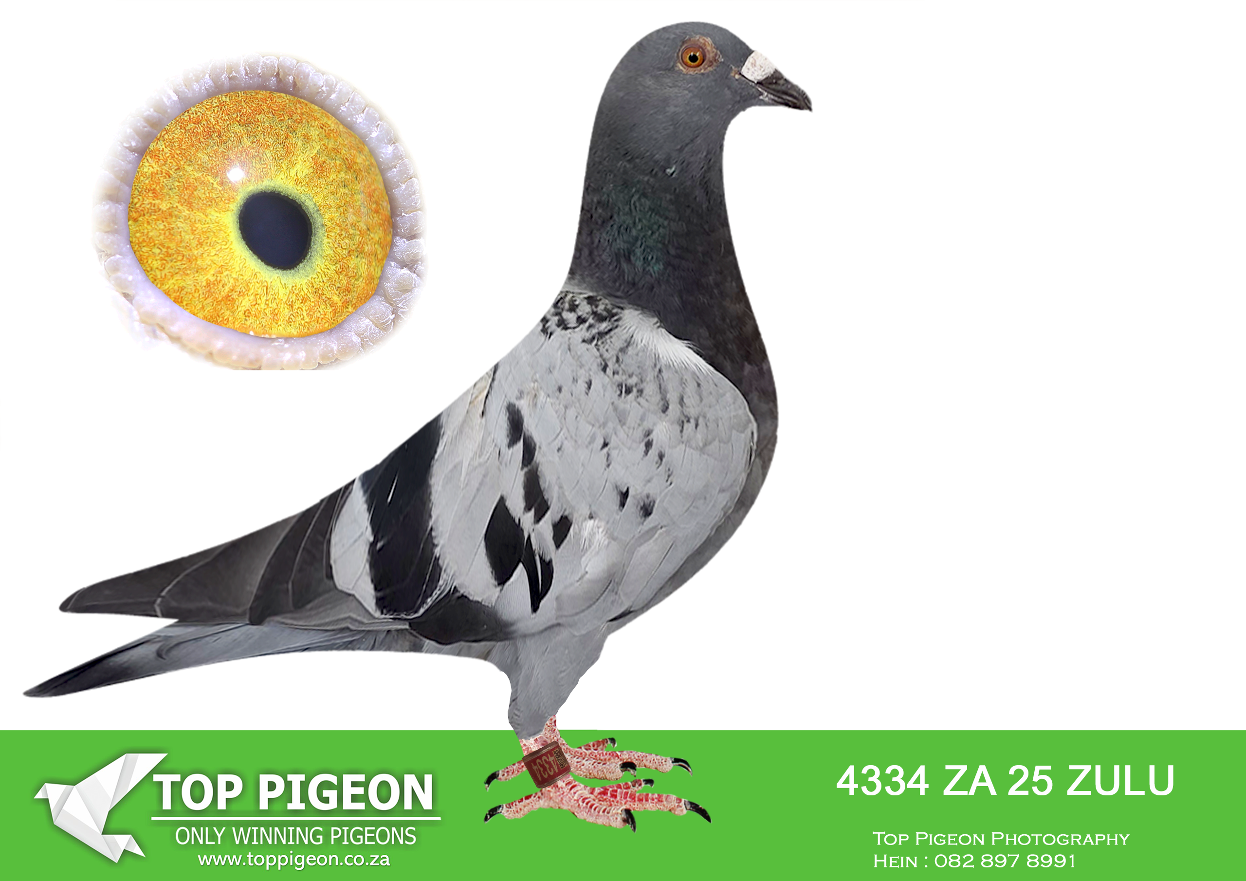 .LOT 8 BADENHORST HOKKE – ZA 25 ZULU 4334 -SIRE: 2172896 13 BELG.Strain: Jansen Gebr Color: Red Imported Red Jansen Cock. Super stock pigeon———DAM:2313952 14 BELG .Strain: Jansen Gebr Color: Blue Bar stock hen – super pigeon .SEE PEDIGREE!!!!