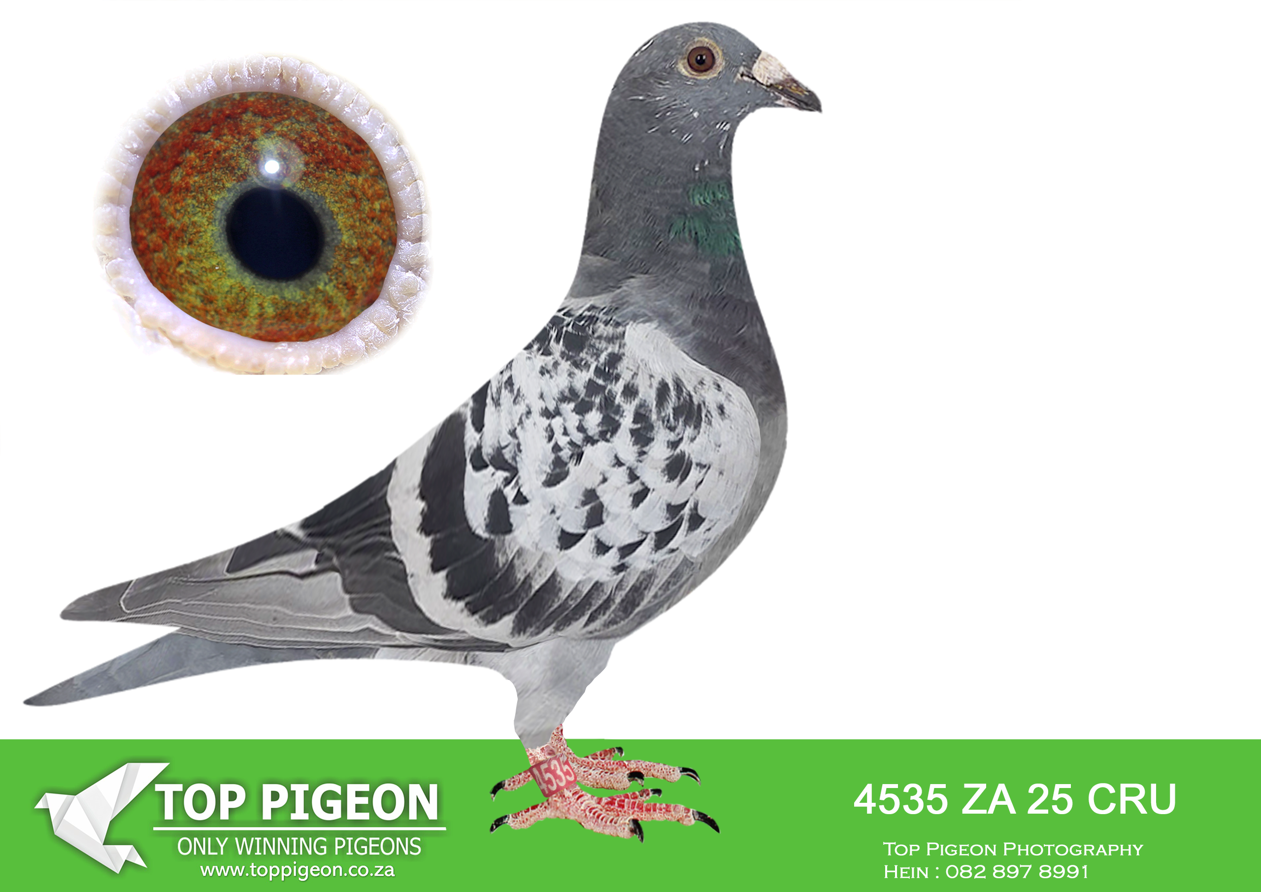 .LOT 7 KITTEL AUCTION – ZA 25 CRU 4535 -SIRE:762 J&B 24.DAM IS 518 – SOLD FOR R279,000.00 BRED 2 SANPO MEDAL WINNERS 2023 BRED WINNERS SISTER BRED 8 X SANPO MEDAL WINNER 518 FULL SISTER TO 167 & 168.————-DAM:933 J&B 24 Colour: BC. GRANDSIRE IS 813 – SOLD FOR R92,000.00 22-813 IS FULL BROTHER TO 22-862. THE FATHER OF 813 & THE FATHER OF 18-90692 IS BROTHERS – 4790 IS THE MOTHER OF 813, 862 & 90692 – 90692 IS FATHER OF TURBO KITTEL.SEE PEDIGREE!!!!