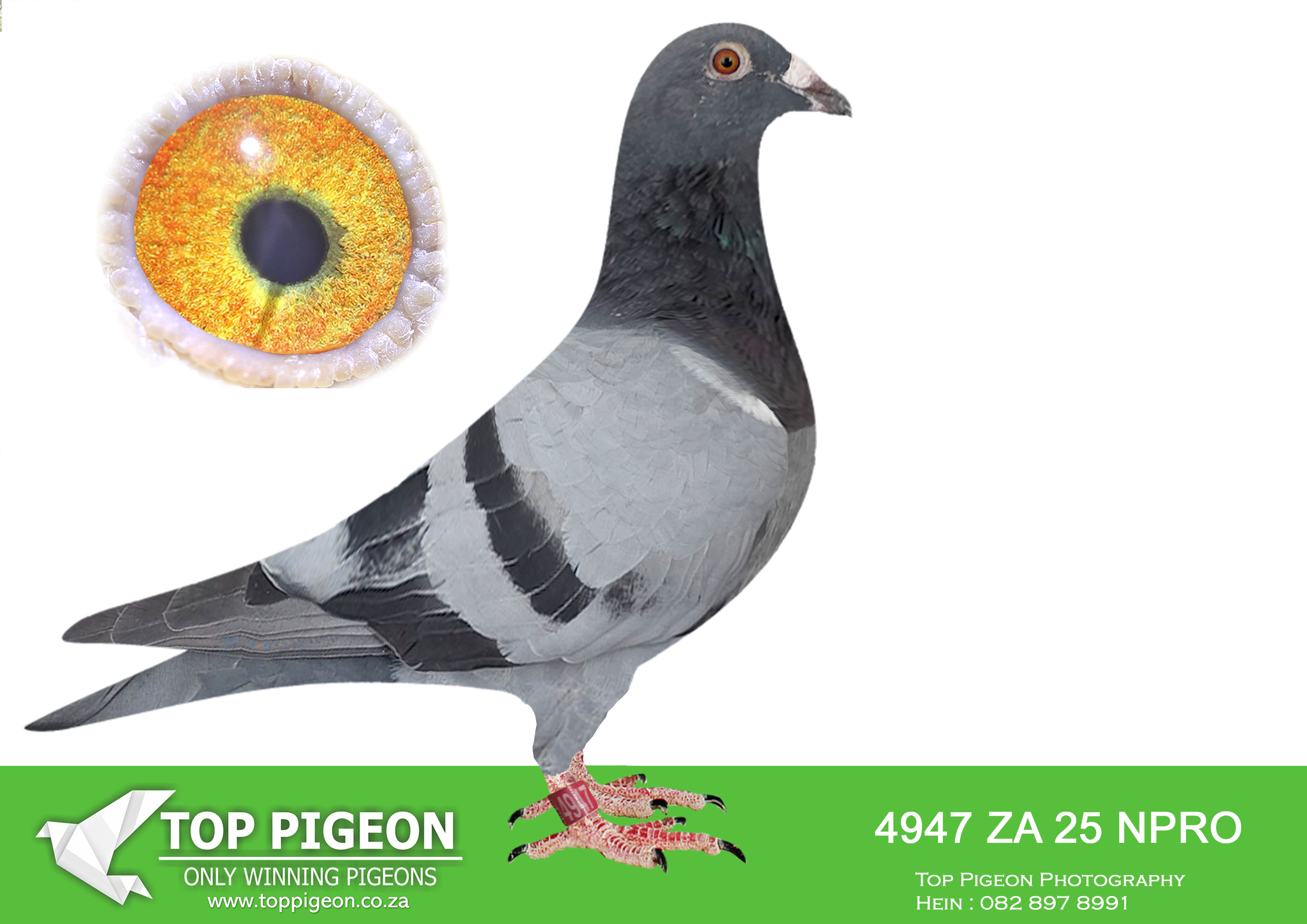 LOT 14 KITTEL AUCTION – ZA 25 NPRO 4947 -SIRE:1310 ZA 24 ABL.Strain: ALWYN BESTER Color: Blue Chequer Officially 3rd SAIPR FINAL 2025. 4 Pigeons on the drop. Lost by 4 seconds.————-DAM:DAM:175 ZA 24 LVR. KITTEL. BRED FROM SOME OF THE BEST KITTEL GENETICS OF ALWYN BESTER.SEE PEDIGREE!!!