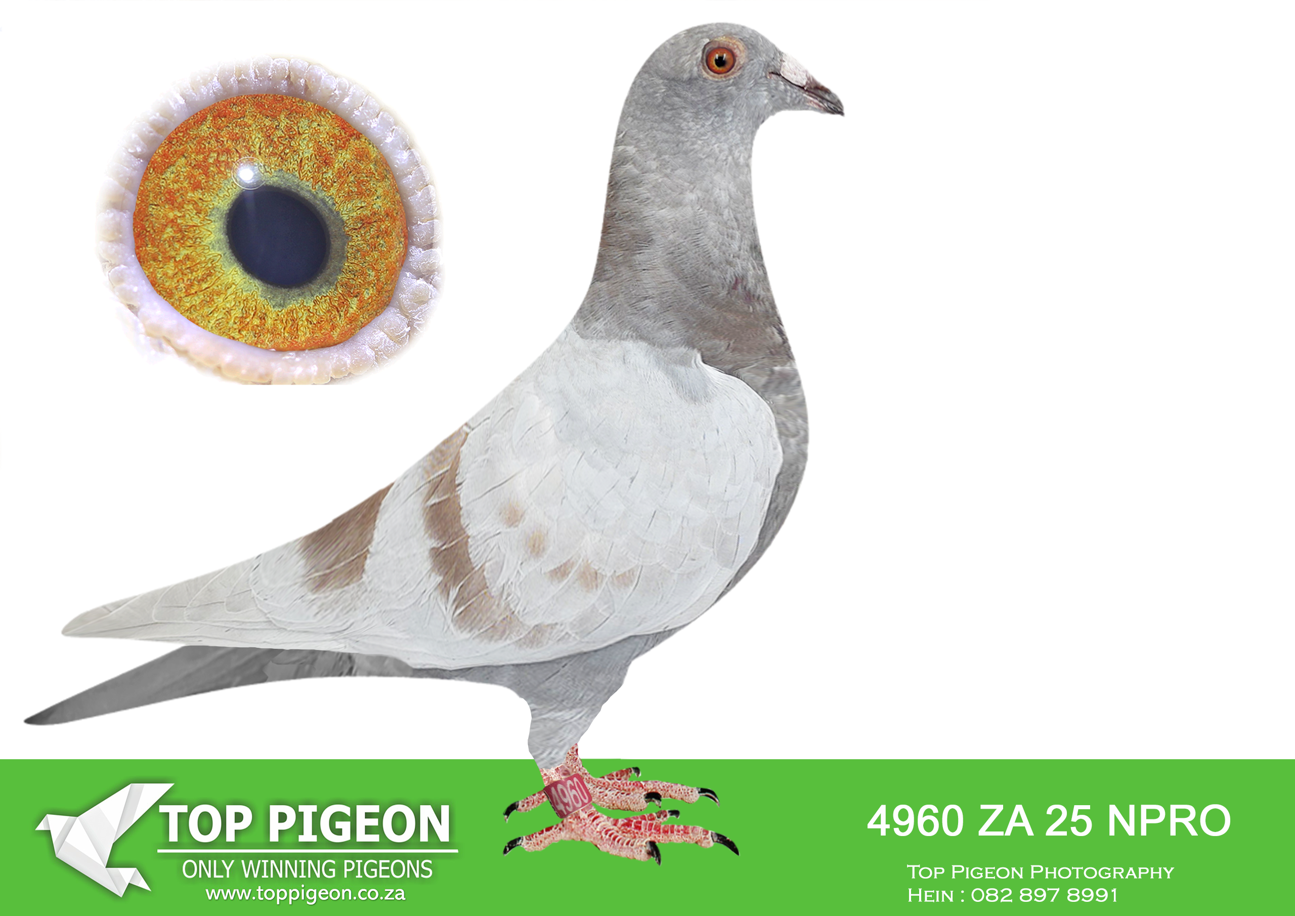 .LOT 6 KITTEL AUCTION – ZA 25 NPRO 4960 -SIRE: 168 ZA 24 LVR . KITTEL. Sire is a full brother to the dam of 7 x SANPO Gold medalist , also declared the ” Best Pigeon In The World ” ZA 20 PWDU 9849 alias ” Turbo Kittel ” (SISTER ABL 167 DAM TO TURBO KITTEL SOLD FOR R338 000.00 ON TOPPIGEON).————DAM: 1459 ZA 24 ABL..Strain: ALWYN BESTER Color: Mealy.Sire is Alias “BENTLEY” Strain: Dirk Van Den Bulck Color: Red Sire is full brother to Legend KITTEL and his dam is daughter to full brother KITTEL.SEE PEDIGREE!!!!
