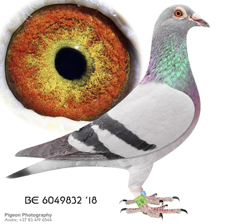 .LOT 3 EXCLUSIVE AUCTION – BE 18 6049832 – ONE OF THE BEST BREEDING KITTEL COCKS IN SOUTH AFRICA. DIRECTLY OUT OF THE LOFT OF STEFAAN LAMBRECHTS. THE OFFSPRING OF THIS COCK WAS RESPONSIBLE FOR NUMEROUS OUTSTANDING PERFORMERS. SEVERAL CHILDREN AT AFRIKAPRO LIKE “JASMINE” & “FIGLING JACANA” WERE OUSTANDING PERFORMERS.—————-SIRE:BE 10 6291385 “DEN BLAUWE WITPEN”. SUPER RACER AND BREEDER. THIS COCK IS A DIRECT GRANDSON TO LEGENDARY “GOEDE RODE”.———–DAM:BE 16 6087151. THIS IS A FULL SISTER TO WORLD FAMOUS RACER “LINCIA”. “LINCIA ” WON 1ST NATIONAL ACE BIRD SMD KBDB 2015. BEST SMD ACE KBDB IN HISTORY.SEE PEDIGREE!!!!