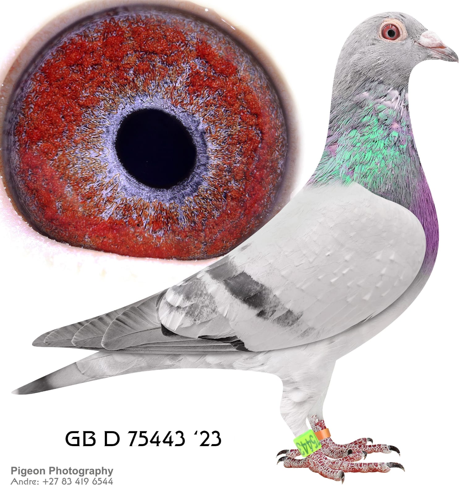 .LOT 4 EXCLUSIVE AUCTION –GB 23 D 75443 – ORIGINAL DEREK WALSH – A BEAUTIFULL STOCK COCK DIRECTLY FROM DEREK WALSH. THIS MOTHER OF THIS COCK IS BRED OUT OF HIS BREEDING PAIR NAMELY “SUPER BM” X “GOLDEN BL”. THIS IS THE FAMILY THAT WIL PRODUCE WINNERS IF THEY ARE CROSSED WITH THE KITTEL STRAIN.————SIRE:GB 14-R27242 C OLYMPIAD – SUPREME Leo Heremans Light Cheque EXCLUSIVE PAIRING – LEGENDARY PRODUCER FROM A TOP SON OF THE OLYMPIAD X A SPECIAL DAUGHTER OF WORLD FAMOUS – DI CAPRIO.———–DAM:GB B-22-93761 H KARINA Derek Walsh Blue W/F – FULL SISTER TO – MIRACLE LADY – INCREDIBLE BREEDER 1. FEDERATION 3.375p 2.*I.N.F.C 3.043p MOTHER TO WINNERS.SEE PEDIGREE!!!!