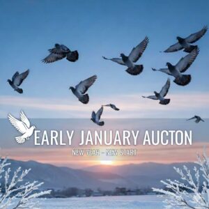ACTIVE AUCTION - EARLY JANUARY - FROM 6 JANUARY TO SUNDAY 11 JANUARY 2026 (ENDING FROM 14:00)