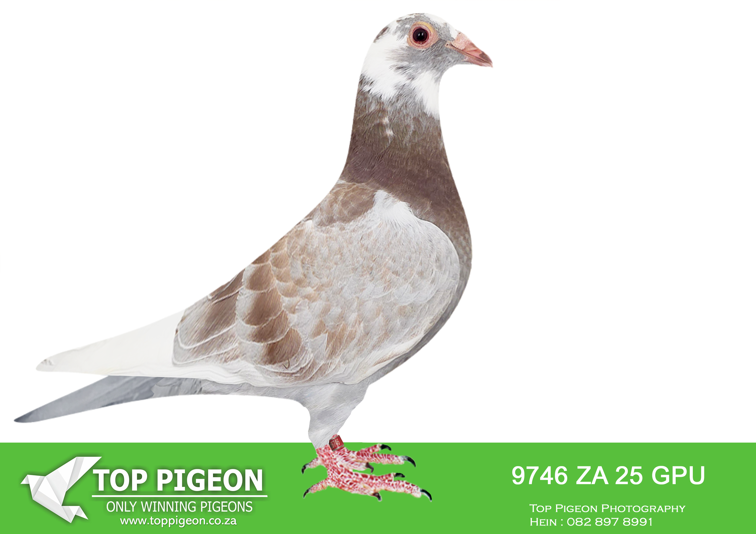 .LOT 5 KITTEL AUCTION – ZA 25 GPU 9746 -SIRE:ZA-2021-GPU-12863 Mc Dermott Lofts Kittel Bont Super Kittel Genetics! “Jardin” Daughter “Greipel” “Konica” Brother “Olympic-Rosita” “Son Vince” Inbred to “Kittel” “Double Rosita” “Dubbele Kittel” =============DAM:ZA-2024-OP-9311 Mc Dermott Lofts.Her father is a full brother “Turbo Kittel” • 1e Ace Pigeon FCI in the World!!!! • 5x Winner in his first year. • 1e Ace Bird Overall South Africa.SEE PEDIGREE!!!