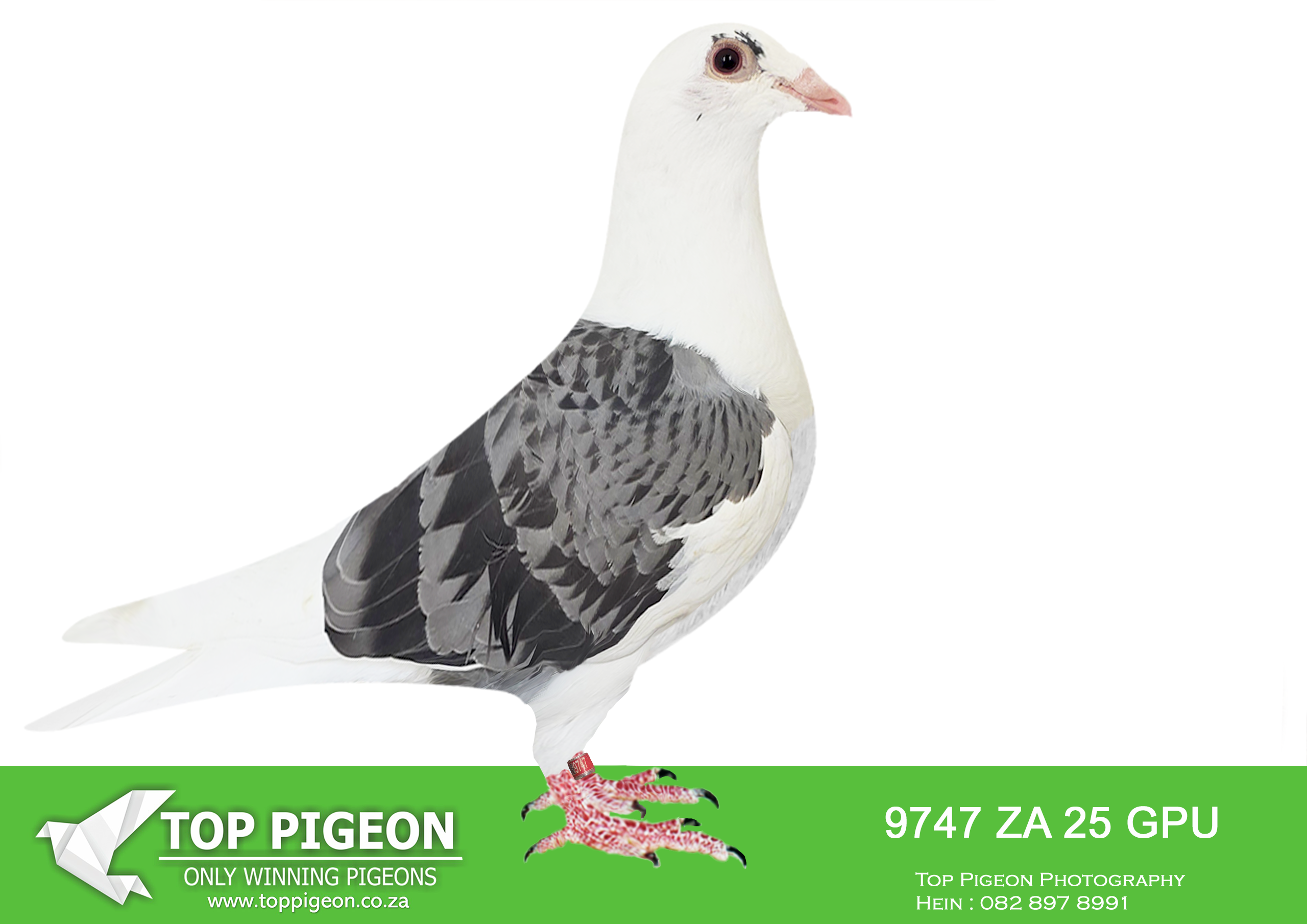 .LOT 2 KITTEL AUCTION – ZA 25 GPU 9747 -SIRE:ZA-2021-GPU-12863 Mc Dermott Lofts Kittel Bont Super Kittel Genetics! “Jardin” Daughter “Greipel” “Konica” Brother “Olympic-Rosita” “Son Vince” Inbred to “Kittel” “Double Rosita” “Dubbele Kittel” =============DAM:ZA-2024-OP-9311 Mc Dermott Lofts.Her father is a full brother “Turbo Kittel” • 1e Ace Pigeon FCI in the World!!!! • 5x Winner in his first year. • 1e Ace Bird Overall South Africa.SEE PEDIGREE!!!