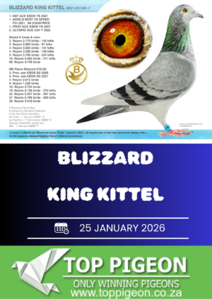 ACTIVE AUCTION - BLIZZARD KING KITTEL - FROM 22 JANUARY TO SUNDAY 25 JANUARY 2026 (ENDING 14:00)