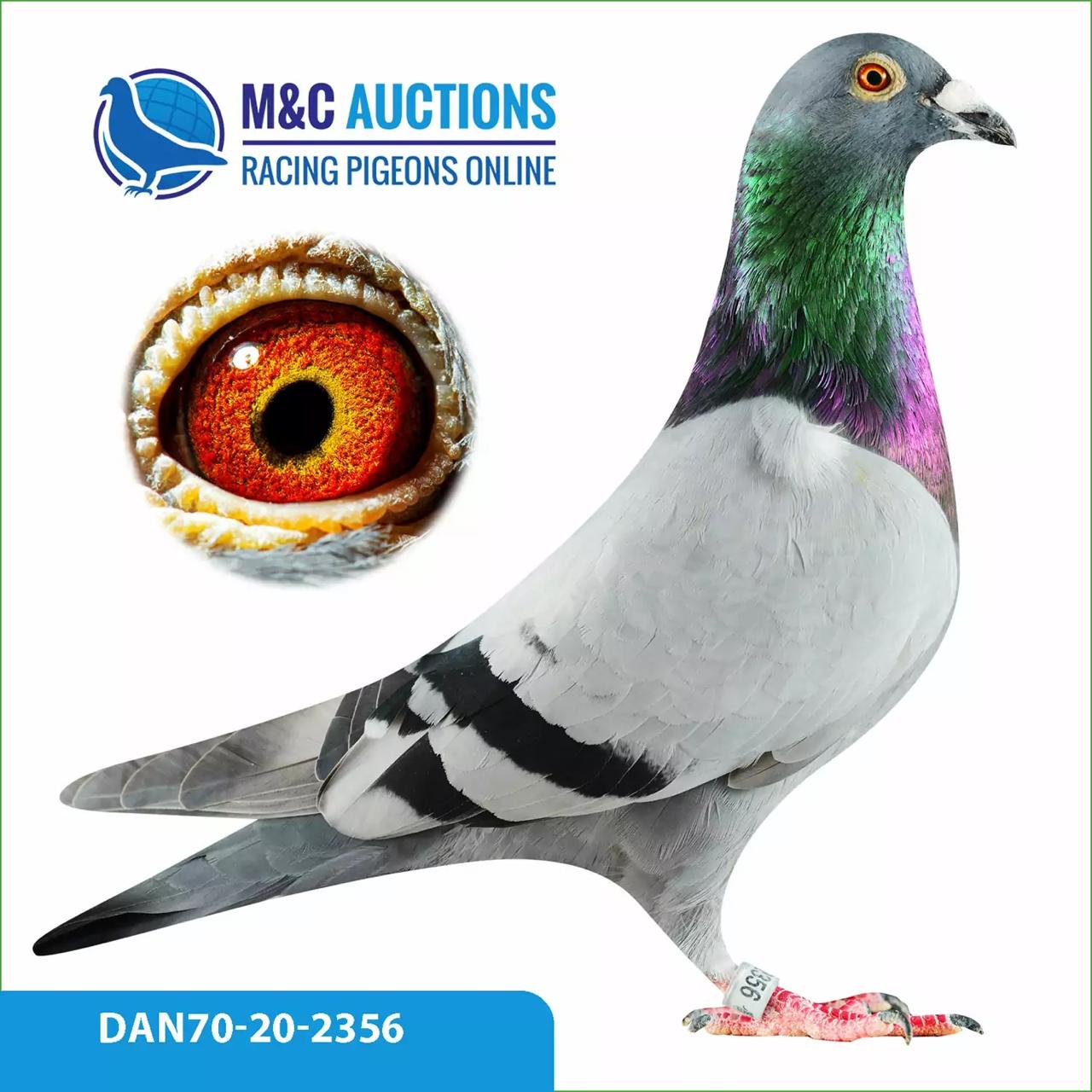 .LOT 6 GLOBAL AUCTION 2 – DAN 070 20 2356 -SIRE:DAN 19 023 0842.Alias “SON YOHAN BLAKE” Strain: VD WOUVER Direct from: YOHAN BLAKE – Super racer! 1. National Olympiad bird 2015 1. Section Acebird 2013 and 2014 3 x 1st, 4 x 2nd in section and BEAUTY 881 Daughter of USAIN BOLT 5 x 1st prize winner, 3rd Nat. Olympic Bird x SUPERHEN 4040 – Dam of: 075-13-3543: 1st Nat. Ace 2016 and 2017 1st Nat. Olympic bird for Denmark 2017-18.————DAM: DAN 19 023 0232 .Alias “GDTR LAURA” Strain: VD WOUVER Direct daughter of TOCHTER LAURA Direct Gaston Van De Wouwer. Superhen – dam i.e. to:- NEW VERBART 046: 2 x 1st Section023-14-0809: 1st Section, 2/203, 2/186, 2/185, 5/480, 8/204, 8/181, 9/1062 etc. And 1st Acepigeon.- 13-3221: 1.Reg/1070, 2.Reg/1841. And 1st Acepigeon.- 14-0048: 1st Section Münster 2016- BAK 2 DUIVIN – again dam to:– JUNIOR KAAS 14 x 1st prizes! 5.Nat. Ace KBDB 2015.SEE PEDIGREE!!!