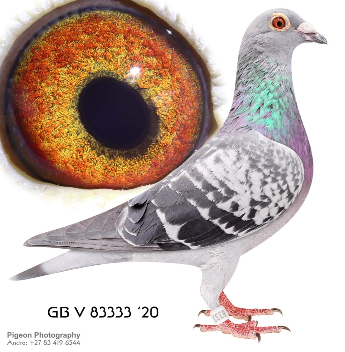 .LOT 1 EXCLUSIVE AUCTION – GB 20 V 83333 – ORIGINAL DEREK WALSH -Superb Granddaughter from the last son of legendary couple ALBERT & PAOLA 2.NATIONAL ACE KBDB – DE LIMOGES—————SIRE:BE 11-4191973 C BRUNO De Rauw-Sablon Blue Cheque – EXCELLENT GRANDSON DREAM COUPLE – ALBERT & PAOLA MOTHER IS H/S – DEN DROMER 1.NATIONAL ACE KBDB 2003-PATRON 1.NATIONAL ACE KDBD 2005-LUCKY 77 1.NATIONAL ACE KBDB 2006-LUCKY 85.————-DAM:GB 07-L02206 H PIXIE Koopman-Van Dyck Light Cheque THE BRILLIANT PIXIE Mother to 1st British Barcelona Club Messac — 4th Open National Flying Club Cholet — 10th Open National Flying Club Messac.SEE PEDIGREE!!!!