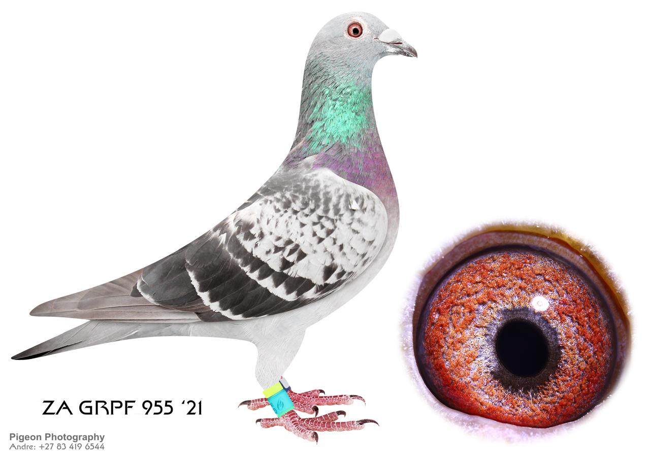 .LOT 1 GLOBAL AUCTION 2 – ZA 21 GRPF 955 -Final Race 31st 601km’s Africa PRO Gys Louw H/Sis to Double Combine Super Flying Machine Exceptional Performer. 82880/18 Gauteng Combine Winner 5000+ pigeons ————–SIRE:ZA 13 10033.Alias “Number One ” Strain: TURBO TOM/TWILIGHT Color: BLUE CHEQ Number One Stock Cock, HBtr “CONCORD” SANPO Gold Medal & MIRAGE 3x Winner also Gauteng Combine Winner. Sire & GSire to great OLR performers worldwide. GSire to Africa Pro OLR Final Winner @ 601km’s against 100 teams 1500p each from the best fanciers in the world. This Cock is a real super srar. In 2 years his offspring flew 29th Vic Falls Final ’22 two Grand Children flew top 10 Africa Pro Final. ————–DAM:ZA 16 GPU 12810 .Alias “Ten” Super Racer Line, “Auto Koppel” BOSUA x GRONDELAERS. One of the BEST breeders for Gys Louw. Click HEN to “Number One” Also bred super pigeons with 1125. SEE PEDIGREE!!!
