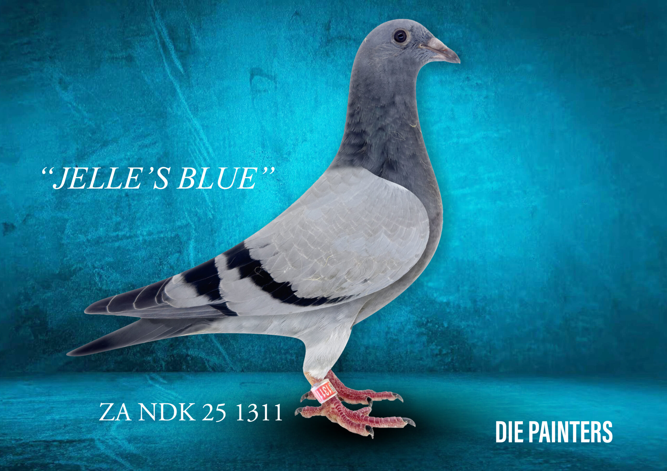 .LOT 5 DIE PAINTERS – ZA 25 NDK 1311 -Very exciting baby directly out of our Jelle Jellema Cock. This cock produced a winner and Top 5 Union performer in his first nest last year. The mother is a proven breeder daughter of the famous “SPRINGBOK”. She has produced winners and top performers for Team Neo Vision and G Cook from Paarl,SEE PEDIGREE!!!