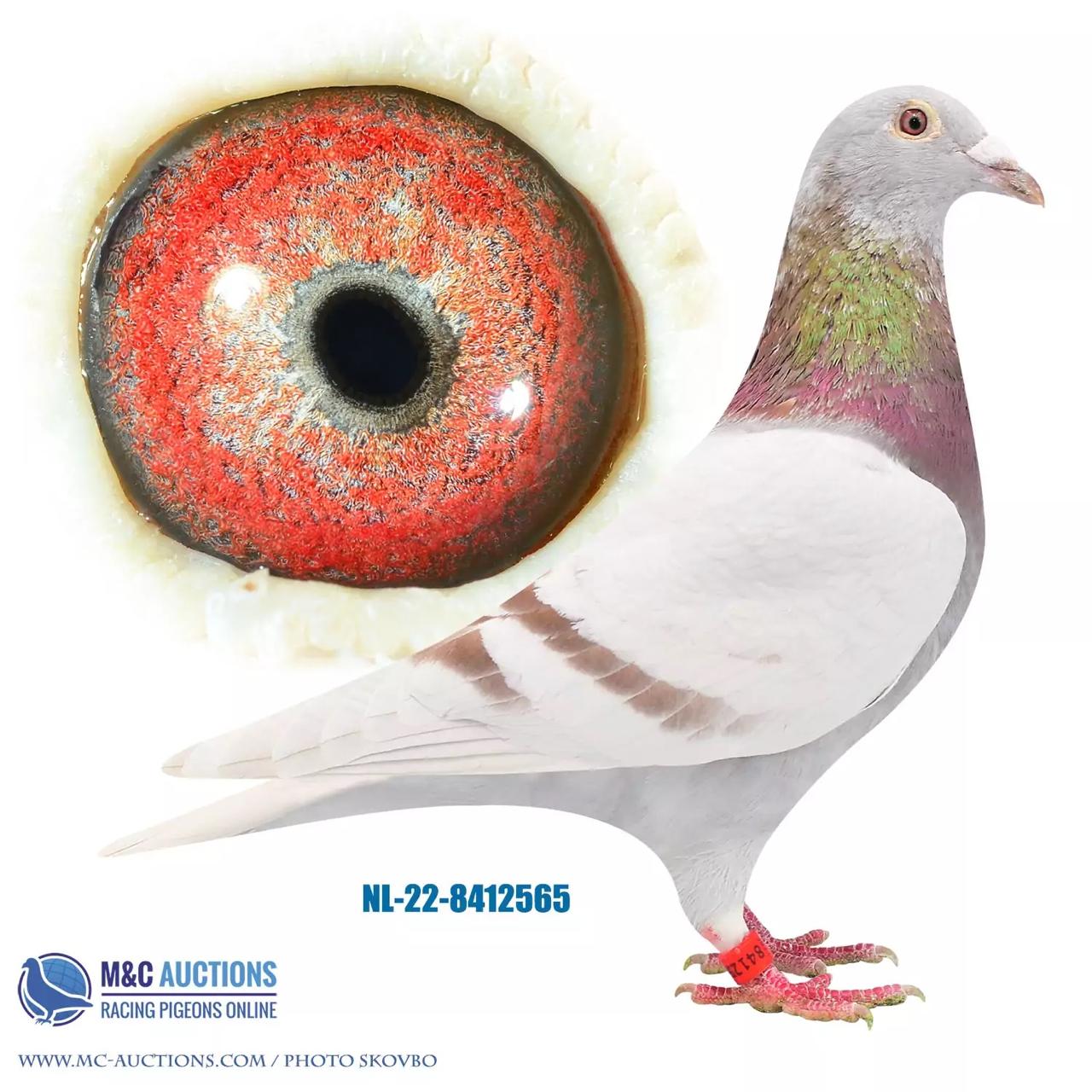 LOT 10 GLOBAL AUCTION 2 – NL 22 8412565 -Legendary lines back from the family around WONDERBOY 05 and 06 and therefore also the famous couple VOS DEN BIJTER & SCHOON VOSKE!————–SIRE:NL 20 1445088 .Alias “R.MIDDENDORP” Strain: JANSSEN Color: MEALY Inbred from VOS DEN BIJTER & SCHOON VOSKE. SON OLD COUPLE NL-84- 971578 is direct son of VOS DEN BIJTER & SCHOON VOSKE.VOS DEN BIJTER was great-greatgrandsire to WONDERBOY 05 & 06.———–DAM:GB 19 E 33273 .Alias “VALE 73” Strain: JANSSEN Color: MEALY This young HEN was bred to preserve the WONDERBOY bloodlines SHE is very inbred ideal for outcrossing for racing into another inbred family. VALE 73, Org. Derek Pedley Granddaughter of WONDER RED fullbrother to: WONDERBOY 05:Winner 6 x 1. Prizes .SEE PEDIGREE!!!!