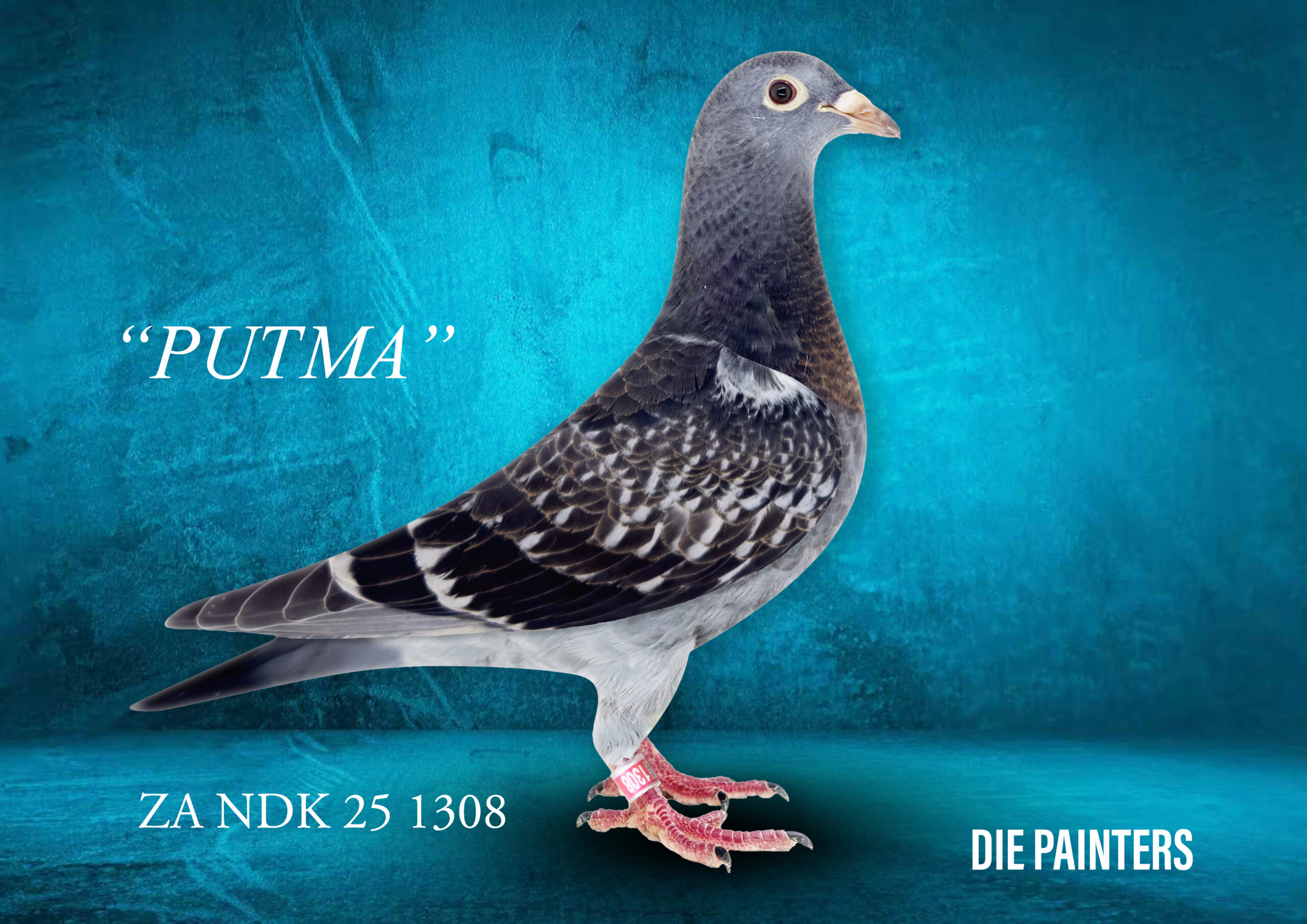 .LOT 6 DIE PAINTERS – ZA 25 KPU 1308 – Original Painter Putteries that has been the foundation of our success over six decades. Directly out of SUPER BREEDER “NEW DUDE” who has produced 7 winners with 5 different hens in 4 seasons of breeding. His son “KROMBORSBEEN DUDLEY” is also a fantastic breeder who has already produced 4 winners. These are the most versatile pigeons in our loft! The mother is the famous “NEW LITTLE MAMA” – halfsister to MIRACLE BREEDER “BLUE WHIP”. She is the foundation hen of Ds Hennie Pienaar for whom she bred champion racers, breeders of winners and Ace Pigeons. THIS IS THE BEST PERFORMING PUTTERIE BLOOD STILL AVAILABLE!SEE PEDIGREE!!!