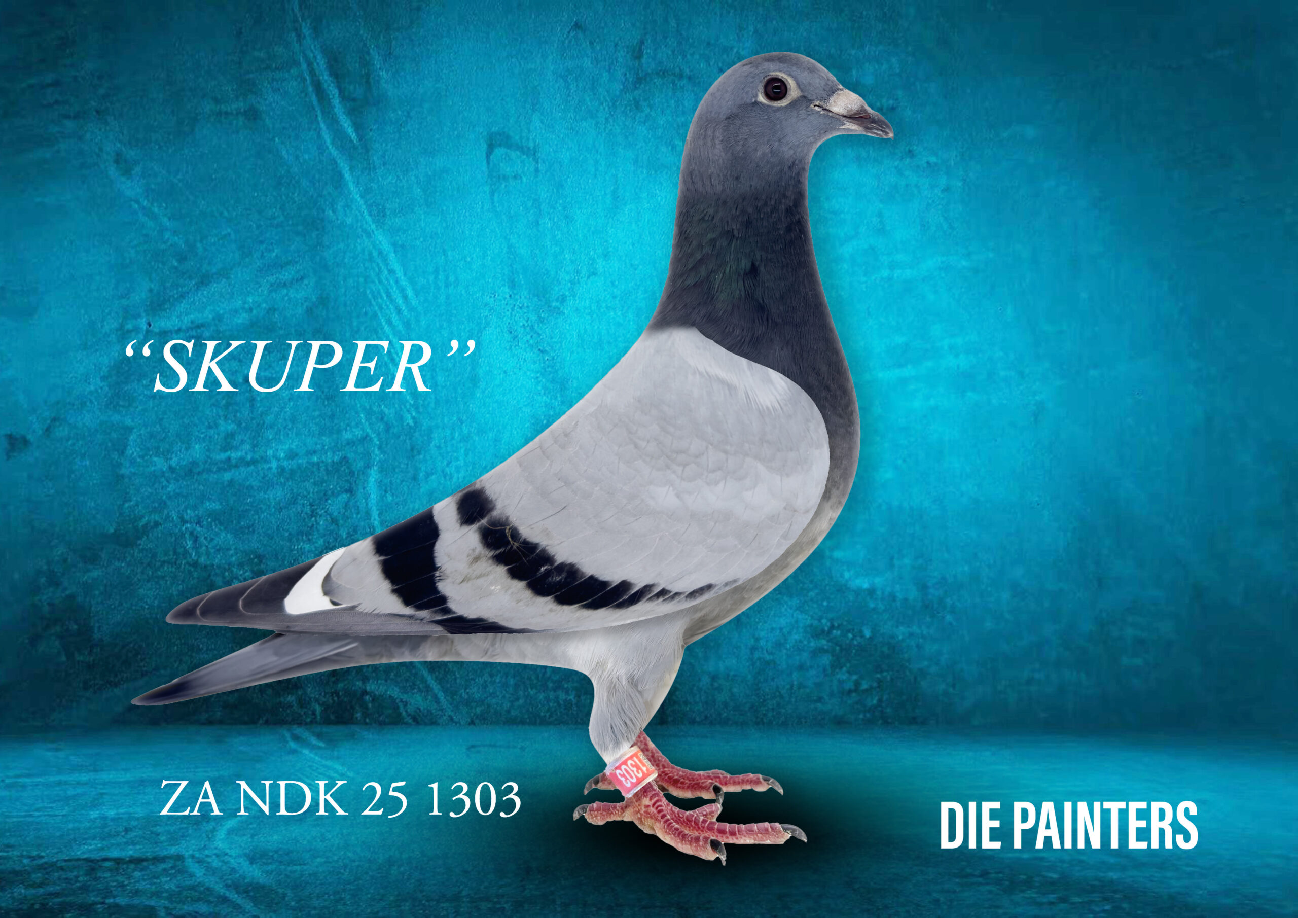 .LOT 3 DIE PAINTERS – ZA 25 NDK 1303 -This baby and its nestmate rate amongst the best we bred in 2025 based on physical characteristics. The offspring of “THE FAMOUS SK HEN” has truly made history in SA pigeon racing. Here we crossed one of her sons with the best Twilight blood in the country. The parents are part of our future and were bred for stock and selected on our very strict method of looking for performance first and then sifting out the best based on physical traits of which the throat is the most important.SEE PEDIGREE!!!!