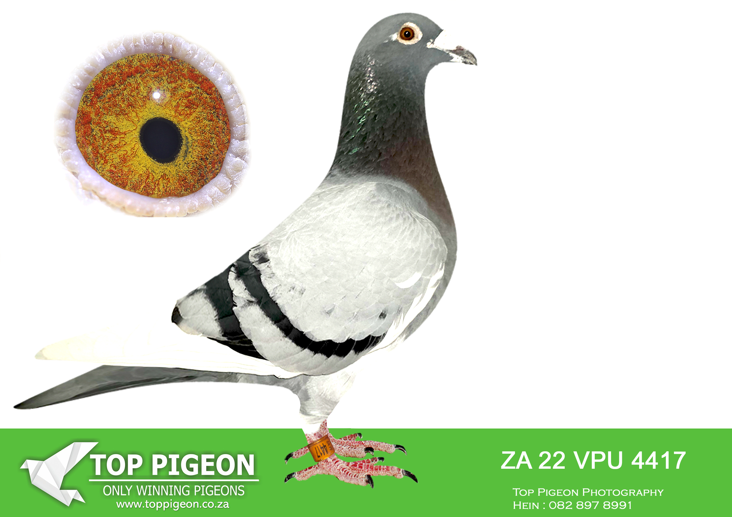 .LOT 4 GLOBAL AUCTION 2 – ZA 22 VPU 4417 –BRED BY FRED VAN HEERDEN–Bred for stock – raced only 3 races:- Hanover 580km 3rd club 10th union 1200mpm Richmond 635km 3rd club 14th union 1800mpm—————-SIRE:ZA 20 VPU 4438 Strain: JANSEN/VAN RHIJN KLOEK Color: BBAR TEST RESULT: LDHA BB DRD4 CC CC Bred from one of the best pairs I have ever owned – all their children perfom whether in race or stock loft.————–DAM:ZA 21 GPU 11091 Alias “Million Rand Baby” Strain: De Rauw Sablon Color: BBAR WF LDHA-BB DRD4-CCCC CRY-TTTT 4 times winner. Won GPU ProMillion rand 3rd race being the best pigeon overall scoring 143 points out of possible 150 over the 3 legs nestmate brother VPU 8742/2021 won union 2022.SEE PEDIGREE!!!