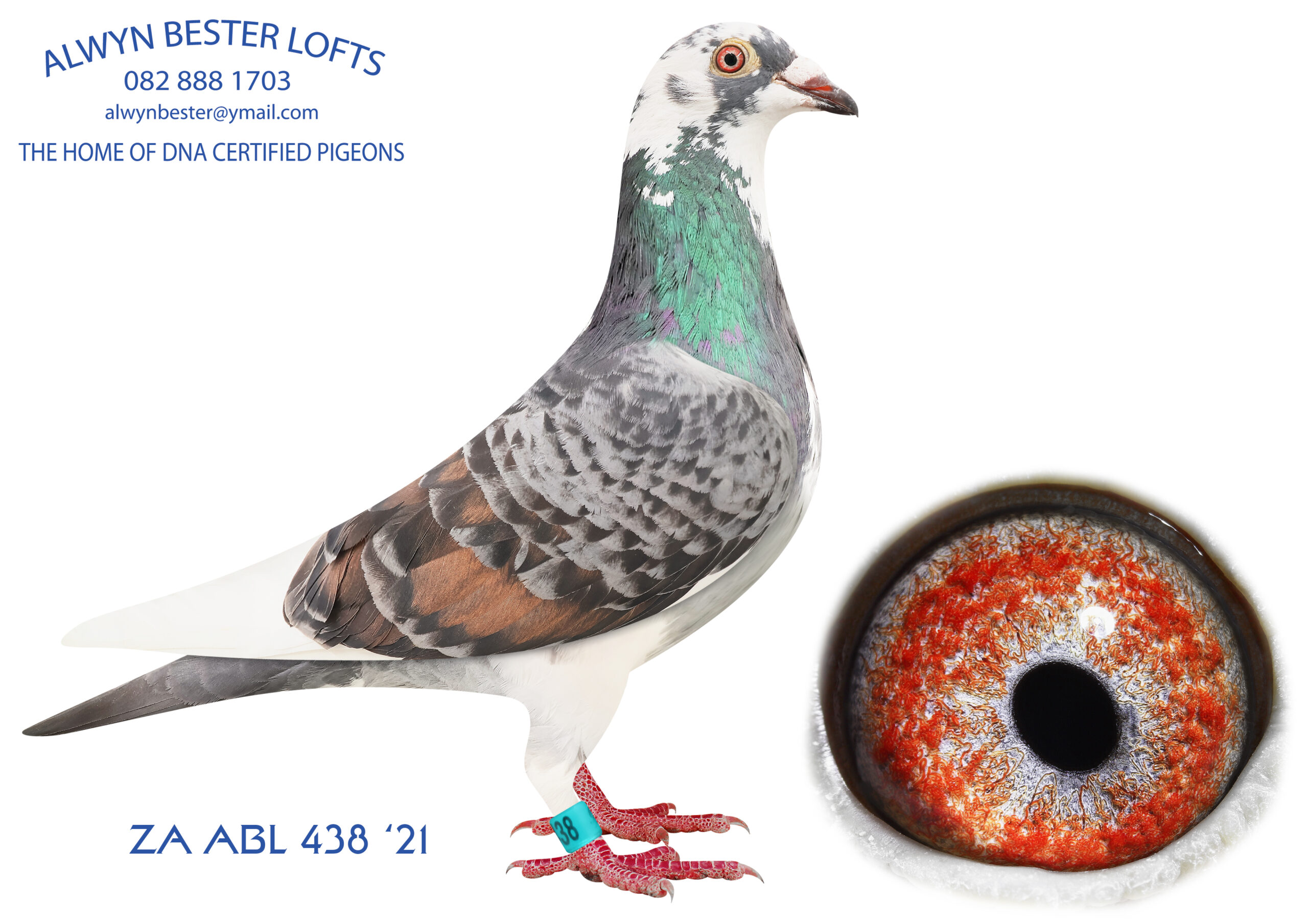 .LOT 5 GLOBAL AUCTION 2 – ZA 21 ABL 438 -HALF SIBLING SOLF FOR R36 000.00 ON TOPPIGEON—-SIRE : ZA 18 90696 . THIS COCK IS AN INBRED TO THE SUPER BREEDING ROODHOOFT HEN. BRED FROM HALF BROTHER TO SISTER MATING. ———–DAM: 1418622 NLD 19. Alias “BULCK 622” Strain: Dirk Van Den Bulck Color: Blue Chequer Pied KATU,half brother to KITTEL mated to ANGELINA, full sister to KITTEL and GOLD DUST. Half sister to KIRA, 3rd National Ace bird Middle Distance “De Allerbeste” 2017 1st Epernay 1178 pigeons 1st Vervins 1053 pigeons 6th Nanteuil 10168 pigeons 6th TELETEKST 4998 pigeons.SEE PEDIGREE!!!!