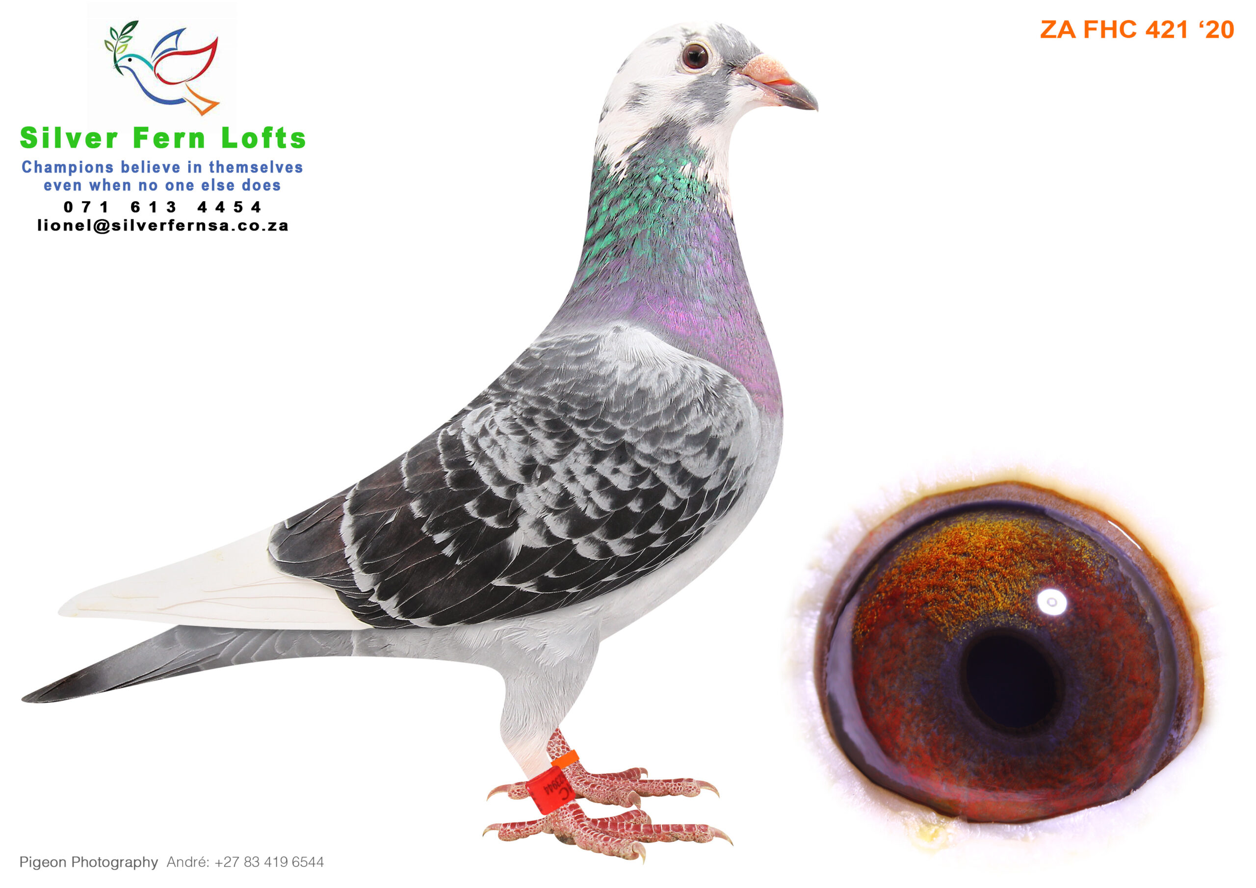 .LOT 8 KITTEL AUCTION – ZA 20 FHC 421 -This hen is a 75% Kittel and 25% Sagan. Both were National ACE pigeons. This hen can become a super star in your stock loft.—————SIRE:112345 ZA 18.Alias “Maximus” Strain: KITTEL Color: Blue Bar Pied Maximus was Bred for stock out of two SUPER pigeons that was bought on Pipa Auctions. His Father Vettel was bred out of a son and daughter of Kittel, while his Mother Inferno, was bred out of a full brother (Bratt) and full sister (Angelina) of world famous Kittel. Kittel 1st Nas ACE KBDB 2013 BEST COEFF EVER IN KBDB IN HISTORY 1st fastest + 25000 pigeons.————-DAM:13680 ZA 19 .SEE PEDIGREE!!!!