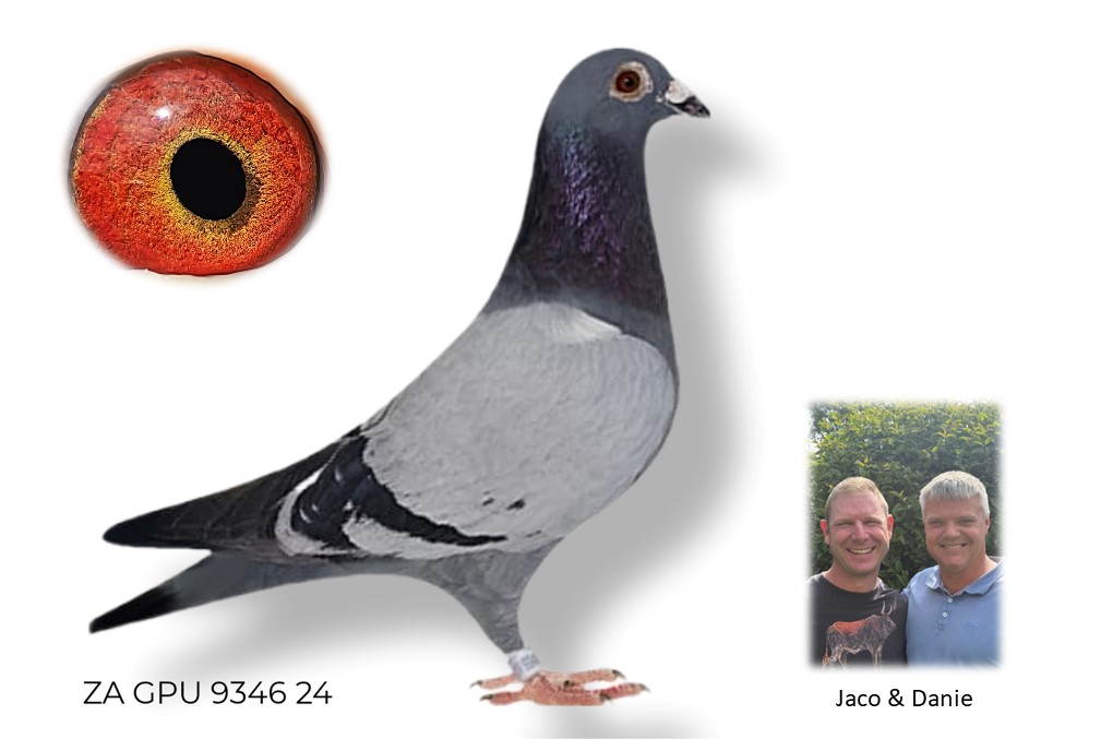 LOT 25 SURPRISE AUCTION – ZA 24 GPU 9346 -SIRE: 2348 ZA 23 GPU .Strain: J Faul & DJ Scholtz Color: Blue Bar Bred from our best Sablon 810 x Tom Lock’s. Sire, LUCKY BLUE JBM’s GIRL, brother to sister mating out of SUPER Sablon 810 Genetics. Dam, ZA HPT 7963 ’22 bred from ZA 10150 ’16 x APPLESTAR.———-DAM:2971 ZA 23 GPU.Alias “SISTER 9983” Strain: J Faul & DJ Scholtz Color: Blue Bar Pied KITTEL’s are making a HUGE impact in our lofts since 2024!!! Bred from out best Tom Lock x Sablon x Kittel Genetics. Sire PILOT EYE, Dam CHANTAL. ZA GPU 2971 ’23 full sister to ZA GPU 9983 ’23, one of our Best racers in 2024! 2024 Results: – 4th Combined Overall Category GPU – 10th Combined Middle Distance Category GPU – 7th YB Middle Distance Category GPU.SEE PEDIGREE!!!