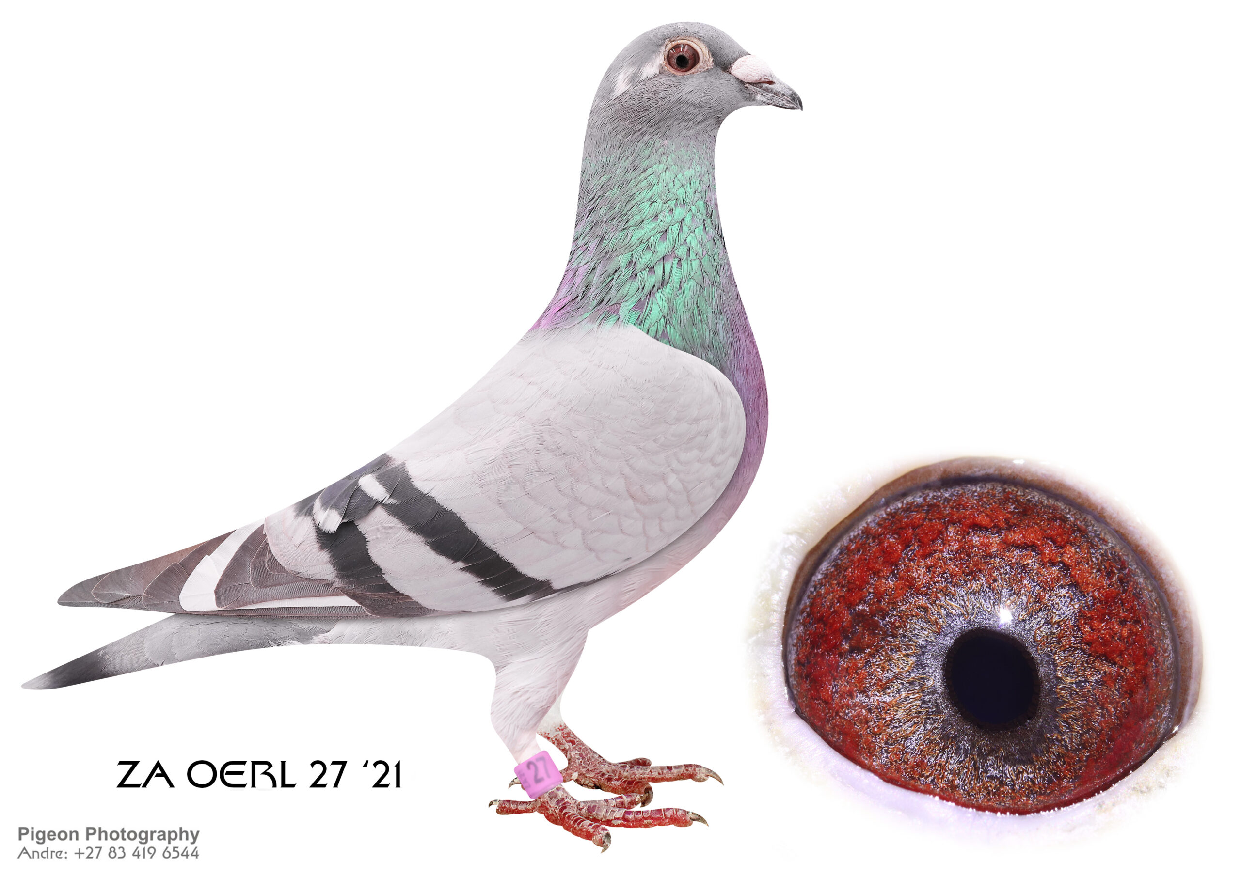 LOT 11 GLOBAL AUCTION 2 – ZA 21 OERLE 27 -SIRE:28904 ZA 10.Strain: De Leus X Vandenabeele Color: Blue Chequer Grandson to the fabulous inbred ” Bliksem ” hen ” Marieke ” . ZA 10/28904 was my best Yearling in 2011 . He ended up one of the top pigeons in the Pretoria Combine . During the past 10 years he was one of our very best breeding cocks especially when mated to the Blou Bul pigeons .————DAM:086 VNRF 13 ZA . COETZER & OERLEMANS. SIRE IS Alias “” 24 “” Strain: Blou Bul Color: Blue Bar Sire to Ace Bird Dinokeng OLR Marissa . Sire to Ace Bird SAPIR OLR Something Splendid . G/Sire to ” Quantico ” 1st final YL Victoria Falls 602km 2018 . G/Sire to ” Wolketrapper ” .SEE PEDIGREE!!!