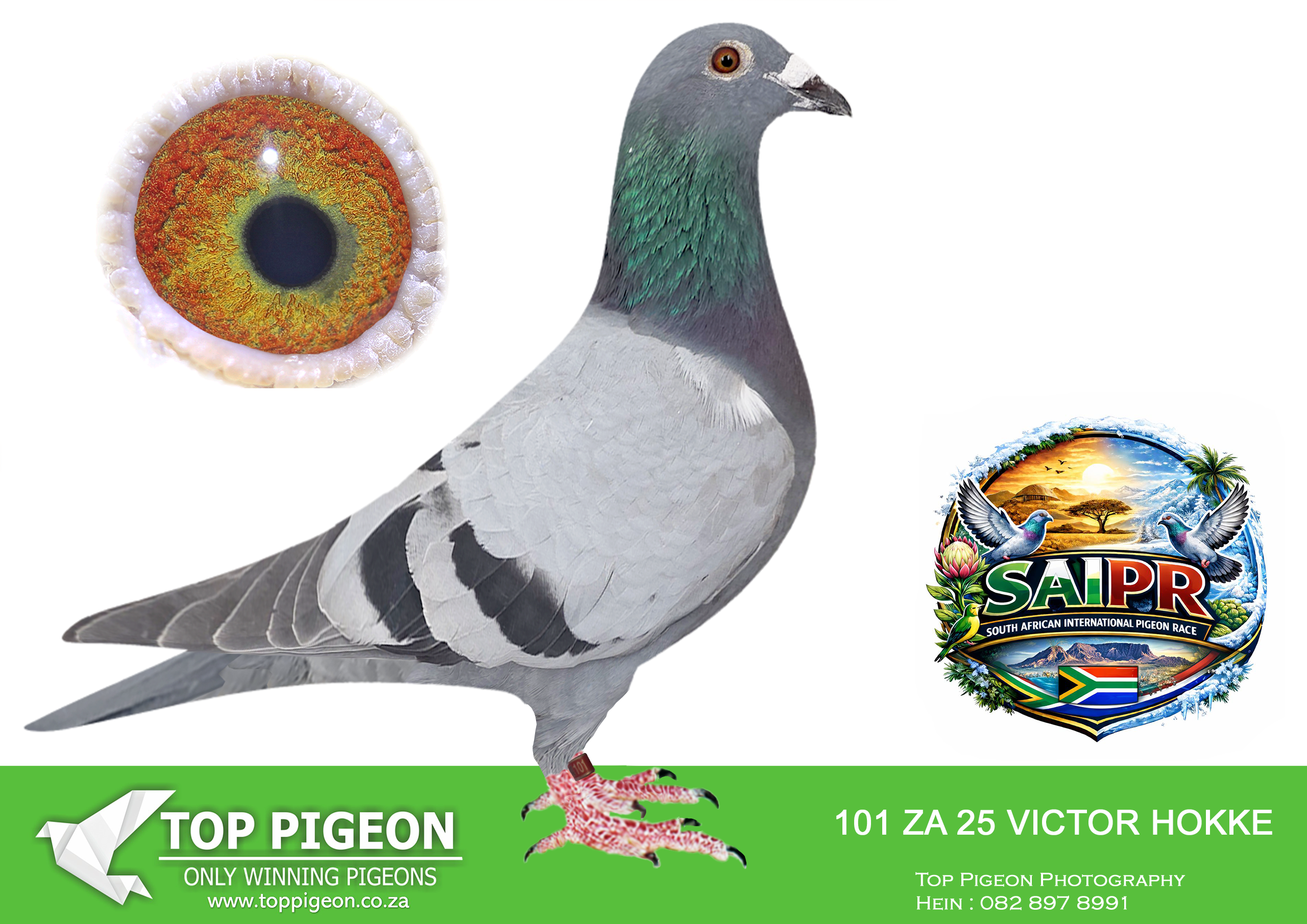 LOT 61 SAIPR SUMMER AUCTION 1 – Theuns Victor- VICTOR 101 2025 -SIRE:5951 ZA 21 CYRILS.Strain: Tom Lock/Sablon Color: Blue Bar.————–DAM: 5974 ZA 21 CYRILS .Strain: VRC/Sablon/Tom Lock Color: Blue Bar.SEE PEDIGREE!!!!