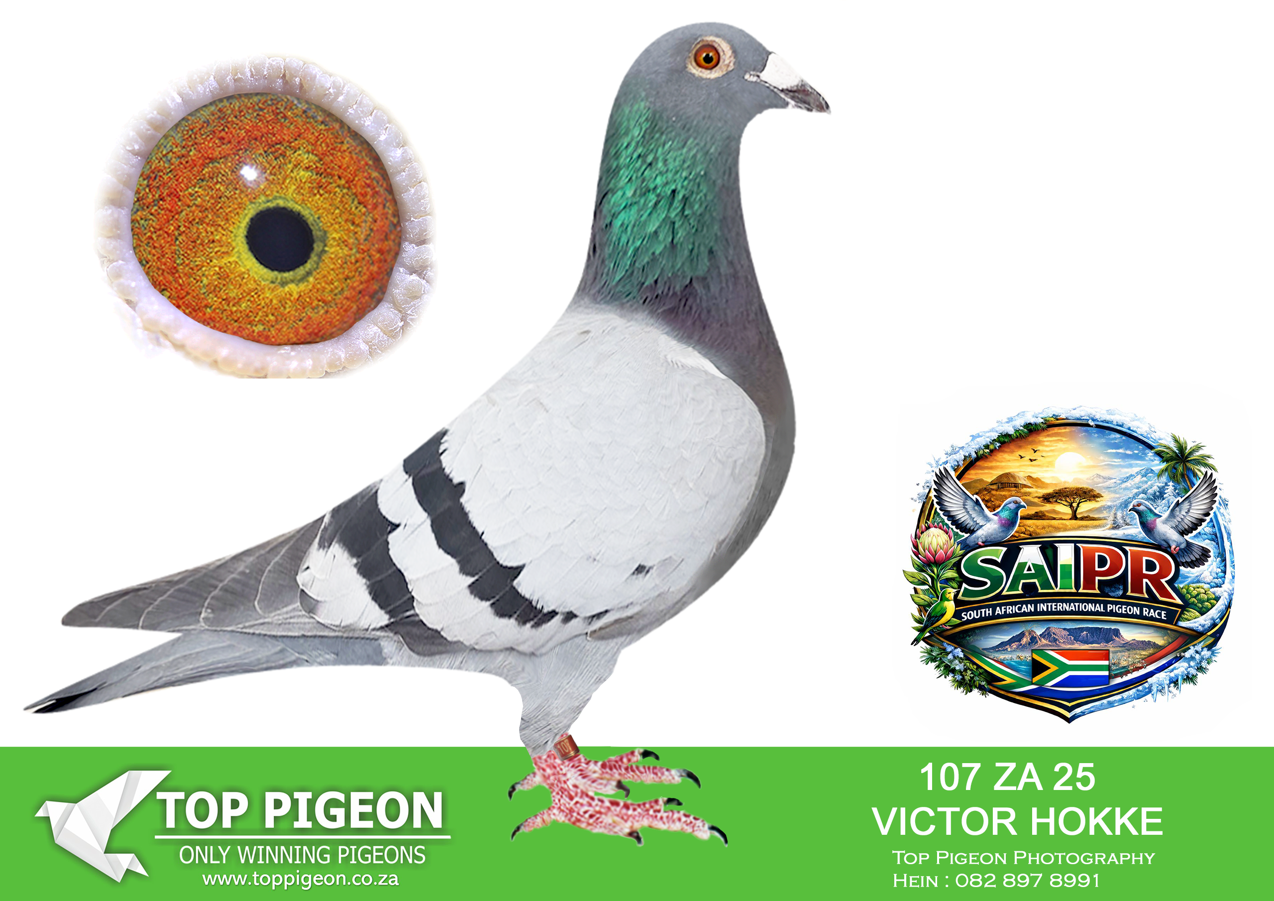LOT 24 SAIPR SUMMER AUCTION 1 – Theuns Victor- VICTOR 107 2025 –