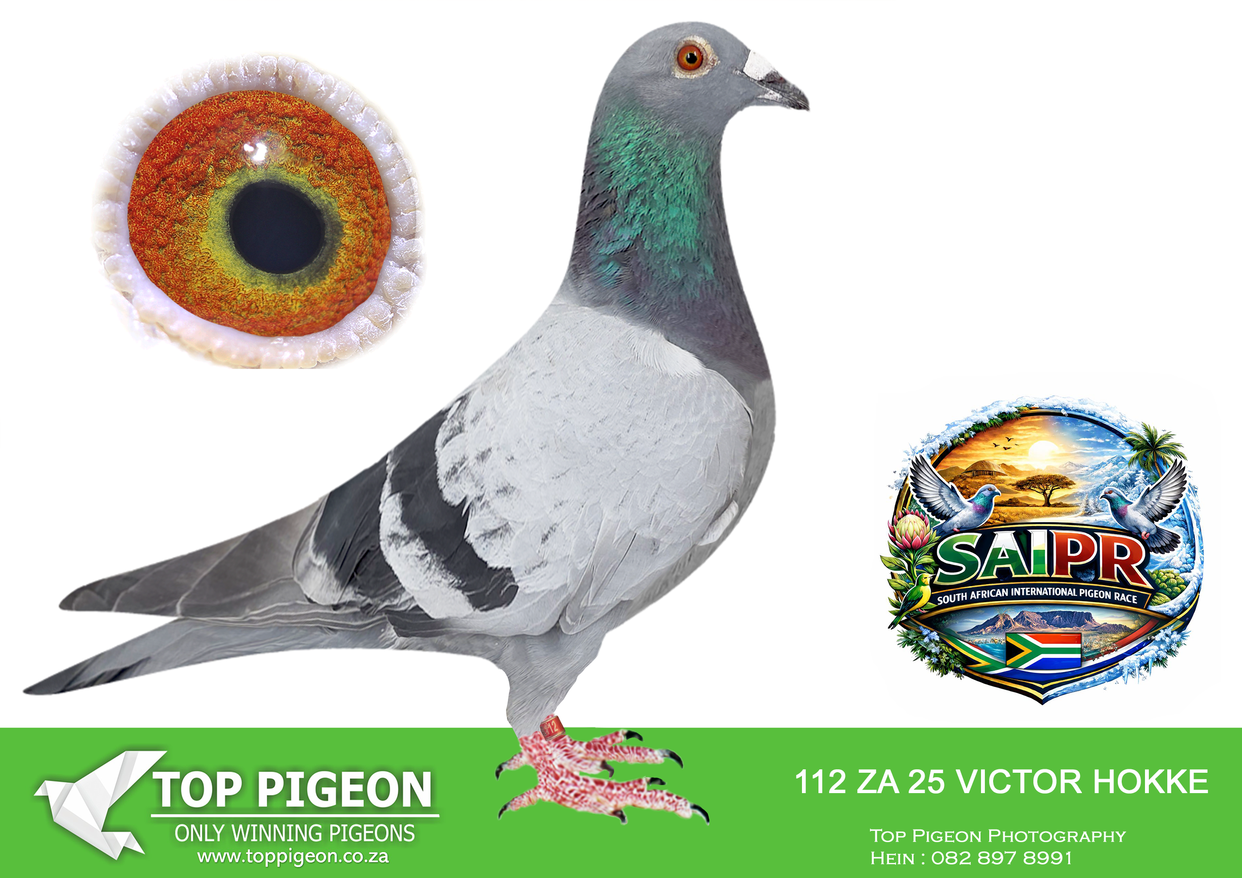 ZZ..LOT 110 SAIPR SUMMER AUCTION 1 –Theuns Victor- VICTOR 112 2025*** -SIRE:1314 ZA 18 VPU.Alias “CARELLY GOLD” Strain: Sablon/Tom Lock Color: Blue Bar Superbly inbred to “GOLDEN CARELLY”.————DAM: 3232 ZA 23 KUR .Strain: Sablon/Tom Lock Color: Blue Bar.SEE PEDIGREE!!!!