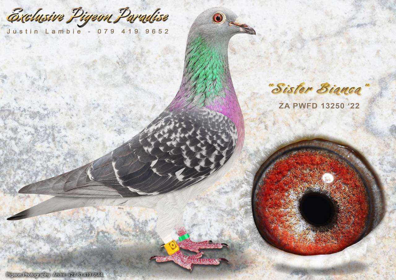 .LOT 1 EXCLUSIVE PIGEON PARADISE – ZA 22 PWFD 13250 – “SISTER BIANCA” -Her full sister “BIANCA” (15180 ZA ’22 PWF) Crowned as Winner of the Ace Pigeon Competition at Dinokeng OLR 2023 season. Her best performances were 13th position race 6 from Colesberg 655km 1236 m/m the race with the longest hours on the wing (10 minutes short of nine hours) & 5th on the drop of 8 pigeons in the BAR ZA LONA Race from Hanover, 724 km, 1488 m/m. She won a total of R130 000 in prize money. If you study the pedigree carefully you will find 3 diferent SANPO Gold Medal Winners, but 5 times represented. Also not to mention the granddam “SMOOTH SAILING”, she needs no introduction as she is probably the best to ever compete at Dinokeng OLR.SEE PEDIGREE!!!!