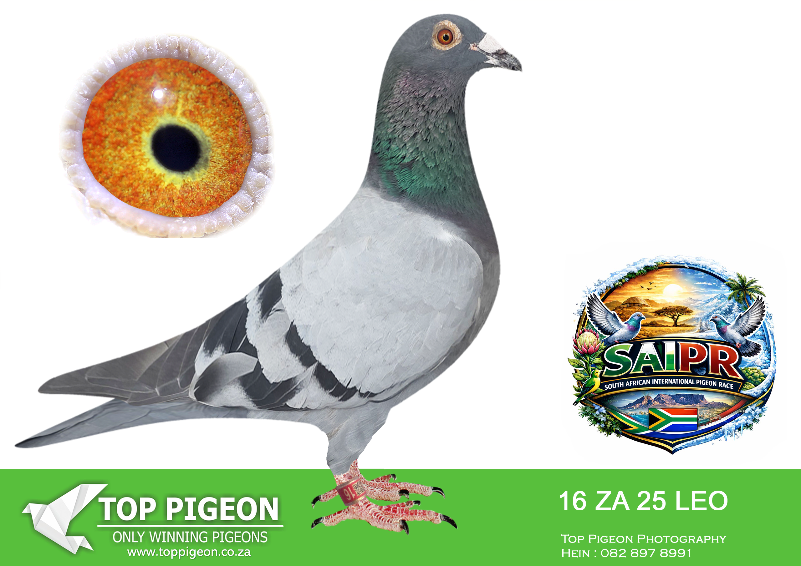 ZZ..LOT 130 SAIPR SUMMER AUCTION 1 –Leohan hokke -LEO 16 2025 -SIRE:ZA 23 HT LOFTS 255 -4TH HOTSPOT ACE PIGEON , 8TH HOTSPOT 3. DAM IS 262 ZA 22 HTL. 2ND BARZALONA RACE DINOKENG AND ALSO BIG MONEY RACE WINNER DINOKENG 2023. —————DAM:ZA KPU 24 1640 -10TH HOTSPOT 4 SAIPR SUMMER 2025—–FULL SISTERS 3RD ACE DINOKENG ONE DAY LOFTS 2022 AND 8TH ACE PIGEON CAPE TOWN ONE LOFT RACE 2023 AND 5TH HOTSPOT ACE SAIPR WINTER 2023 .SEE PEDIGREE!!!