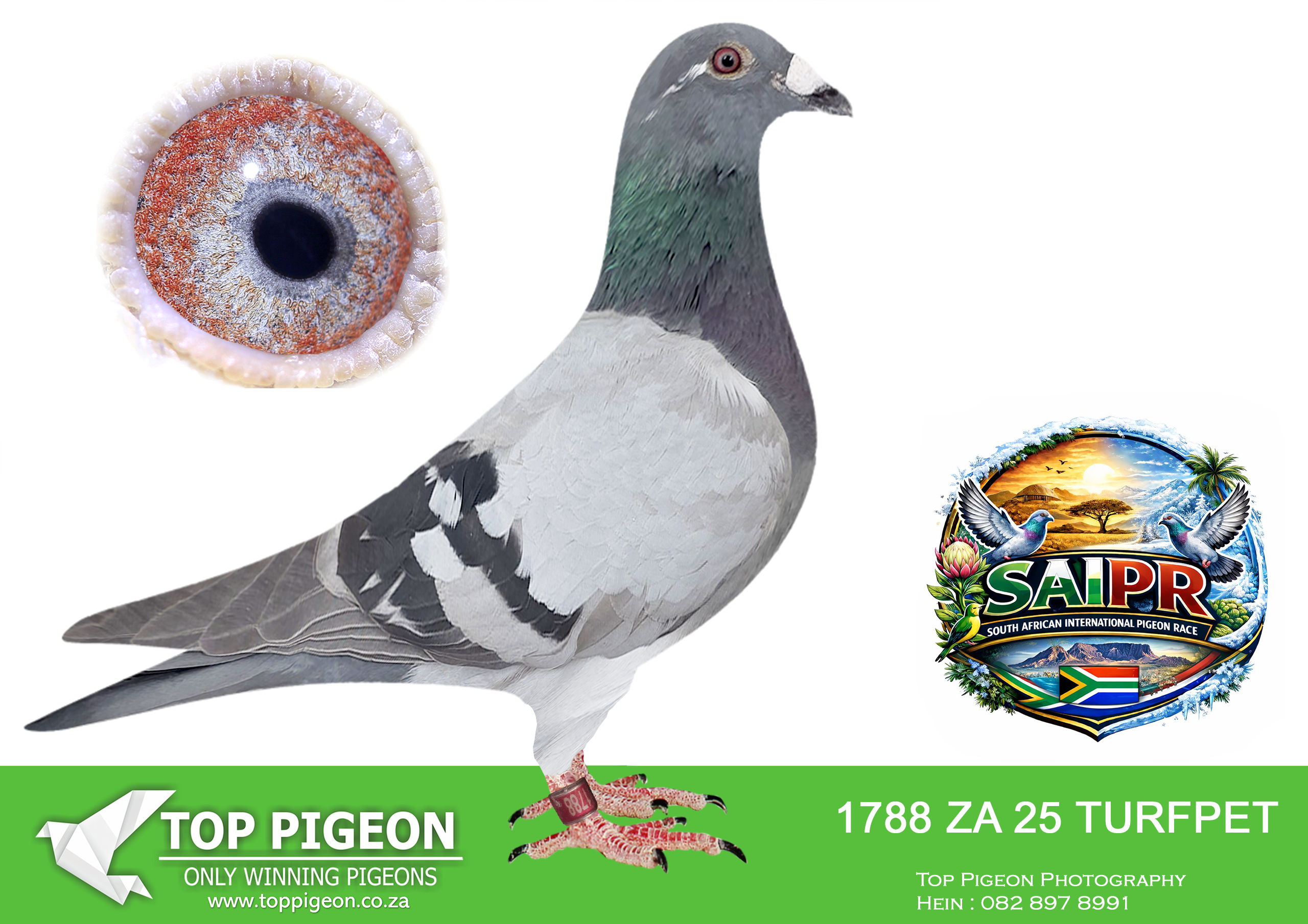 ZZ..LOT 129 SAIPR SUMMER AUCTION 1 –Turfpet 1- TURFPET 1788 2025 -SIRE: TRPF 22 5965.Color: Blue Check 1st club ; 3rd TRPF Smithfield (13/07/24)————DAM: GPU 20 2318.MOLLER.SEE PEDIGREE!!!!