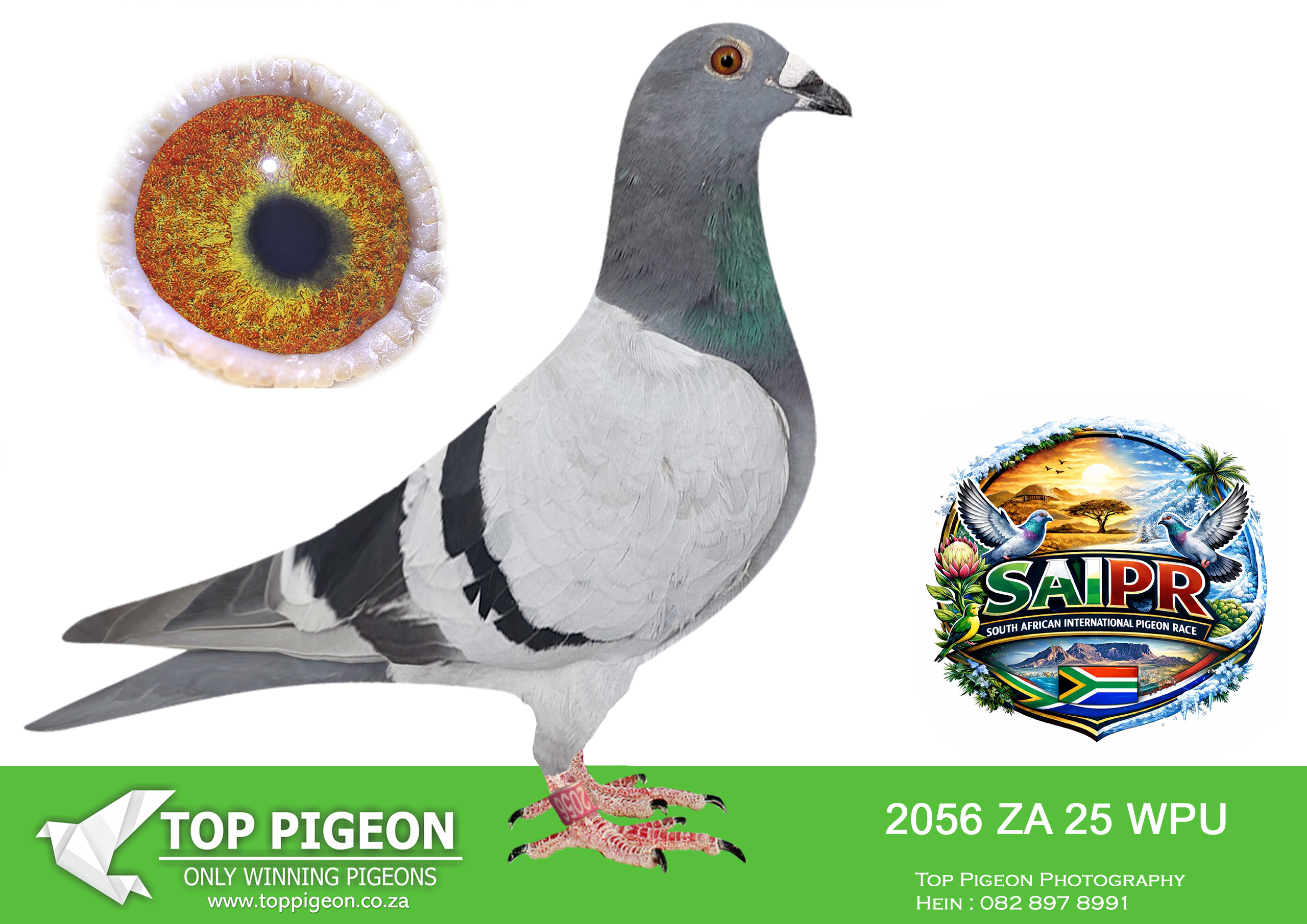 LOT 67 SAIPR SUMMER AUCTION 1 – Wespoel- WPU 2056 2025 -SIRE:ZACYRIL9942 / 2023 TOM LOCK.————DAM:ZAKPPS3720 / 2021 ORNAT SORAIA.SEE PEDIGREE!!!!