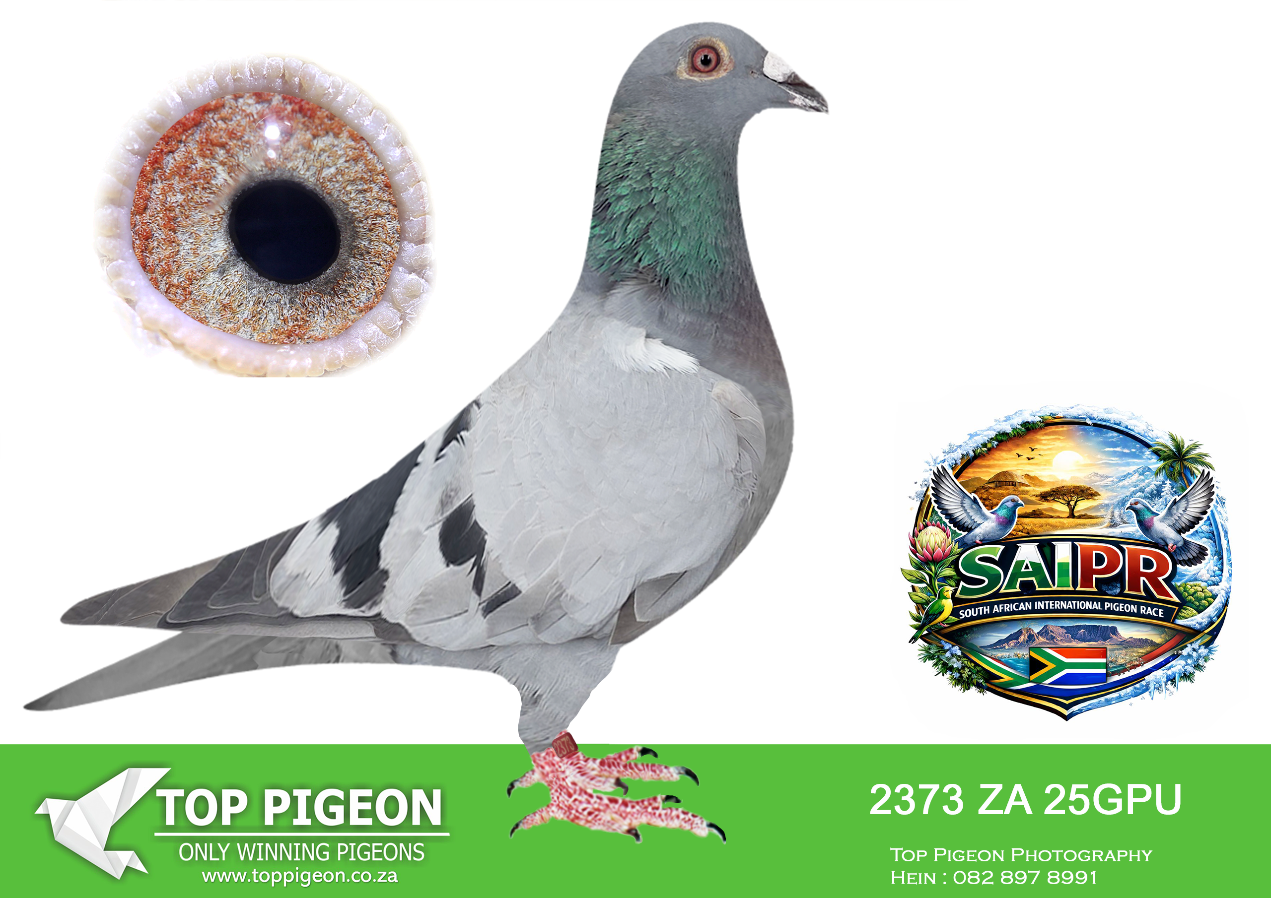 ZZ..LOT 144 SAIPR SUMMER AUCTION 1 –Umberti Lofts/Joe Gomes- GPU 2373 2025 -SIRE:5039 ZA 24 GPU. BRED DIRECTLY OUT OF SUPER BREEDER “JET”.————DAM:ZA 25 3619. BRED FOR STOCK. GRANDCHILD TO “CROPPIE”.SEE PEDIGREE!!!