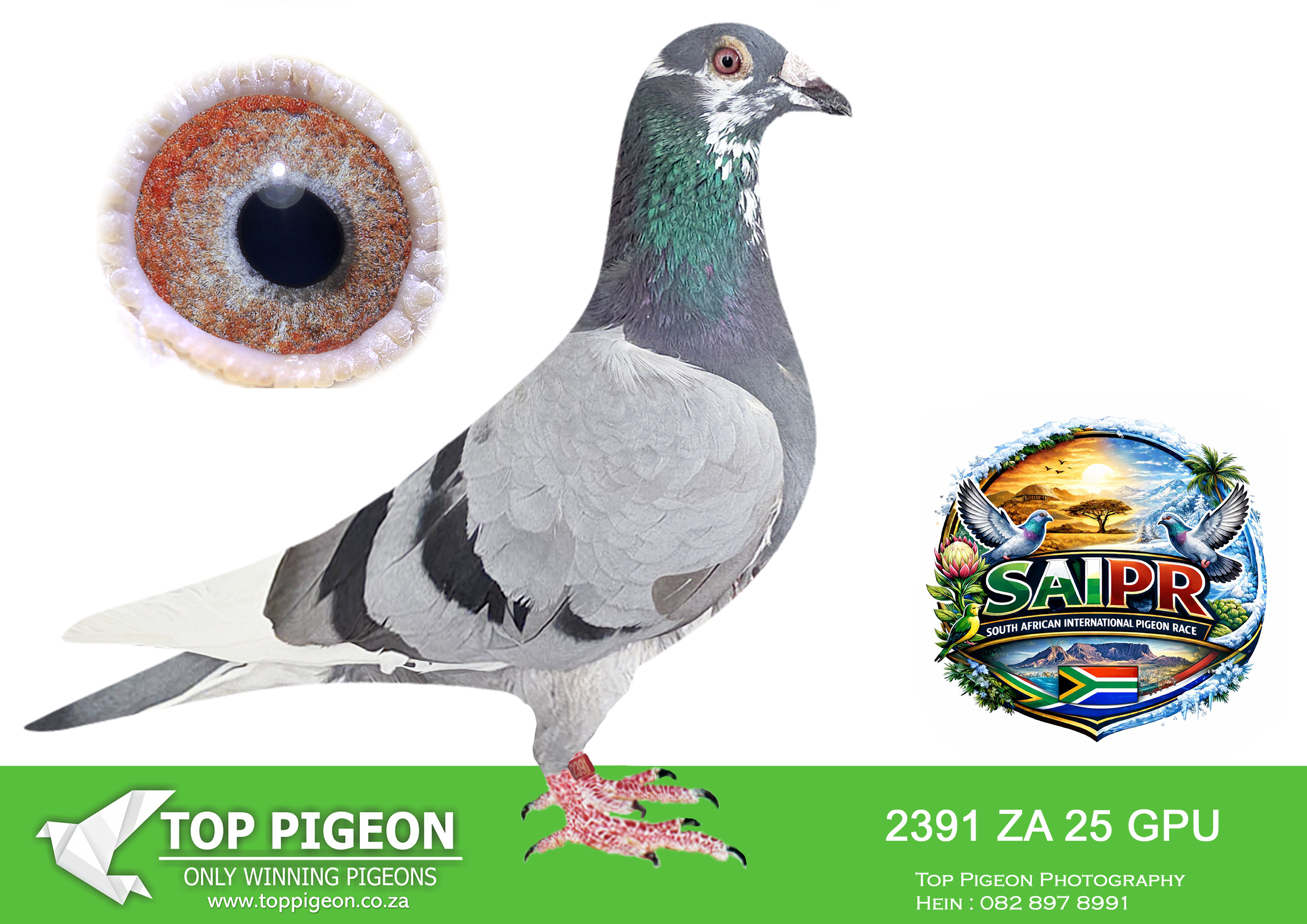 ZZ..LOT 119 SAIPR SUMMER AUCTION 1 –Umberti Lofts/Joe Gomes- GPU 2391 2025 -SIRE:ZA 15 GPU 13451 “CHAMPION PIED”. COMBINE WINNER. 4 X WINNER. TOP BREEDER. CARELSEN X 1316 TOM LOCK.————-DAM:6278 18 267 DV. BREEDER OF NUMEROUS WINNERS WITH DIFFERENT COCKS.SEE PEDIGREE!!!!